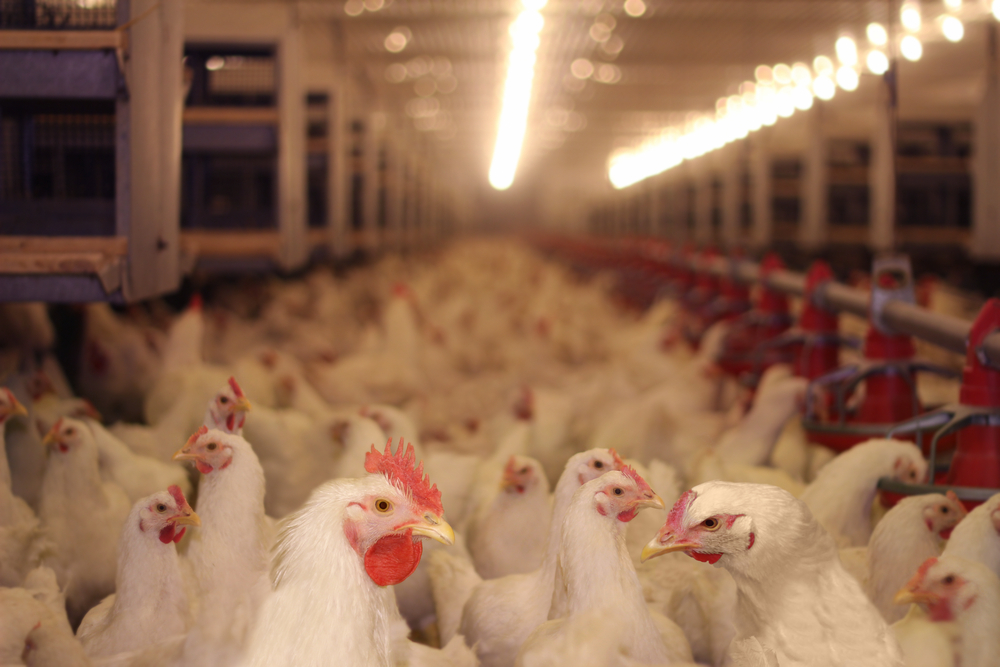 photograph of chickens packed into pens at poultry farm