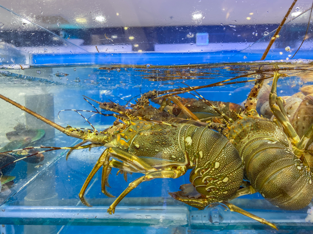 photograph of lobsters in water tank at market