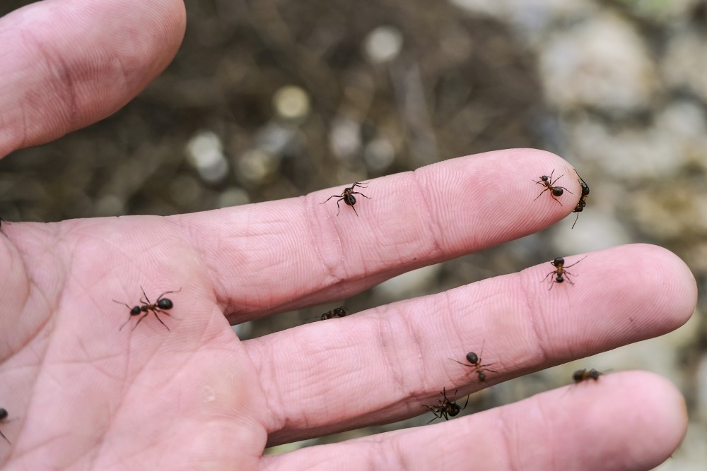 photograph of hand lined with ants