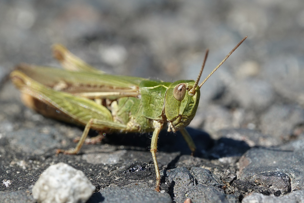 close-up photograph of grasshopper