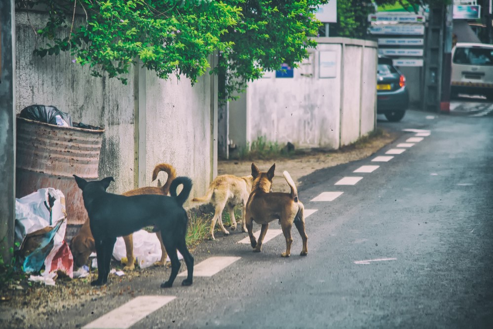 photograph of strays dog on street