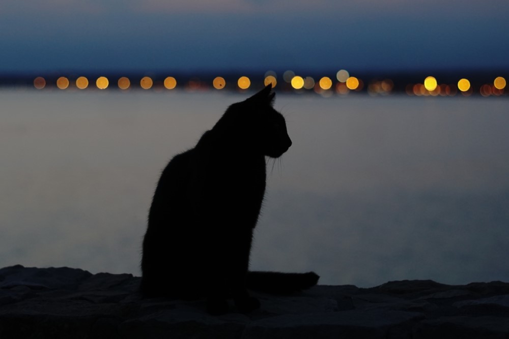 photograph of cat silhoette at night