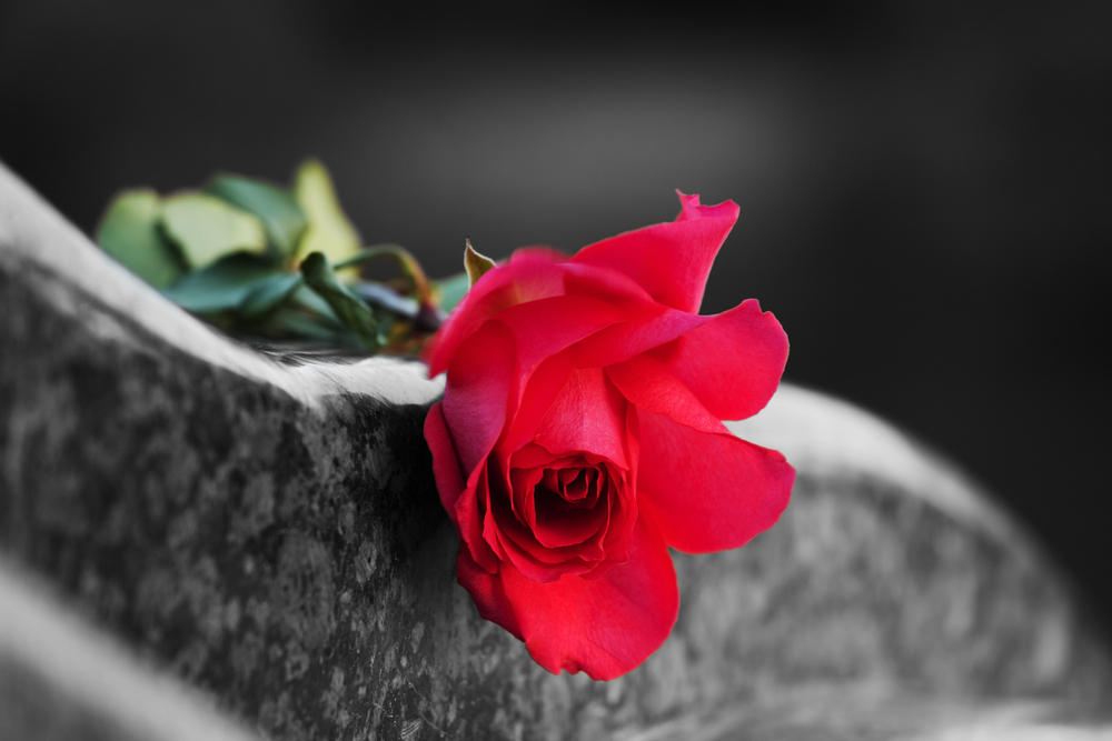 photograph of rose on tombstone