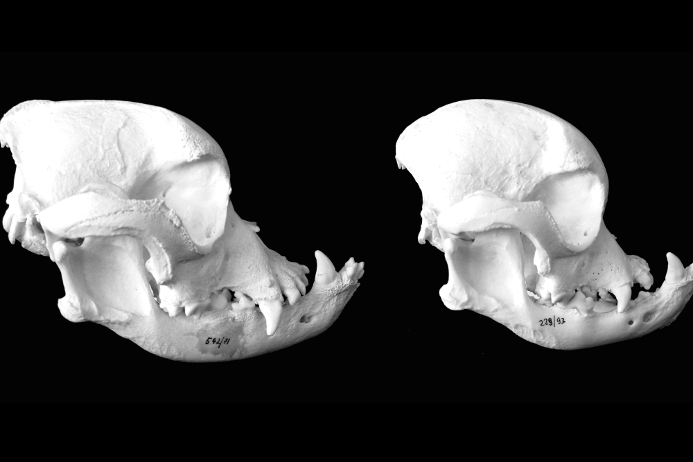 photograph of bulldog skull evolutionin profile