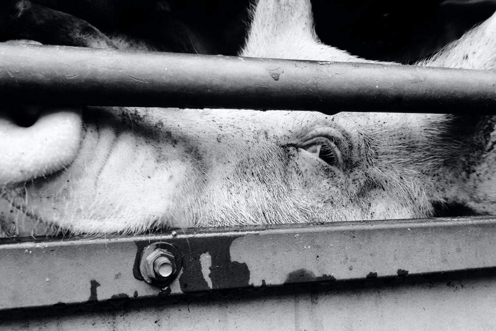 black-and-white photograph of pig in a cage