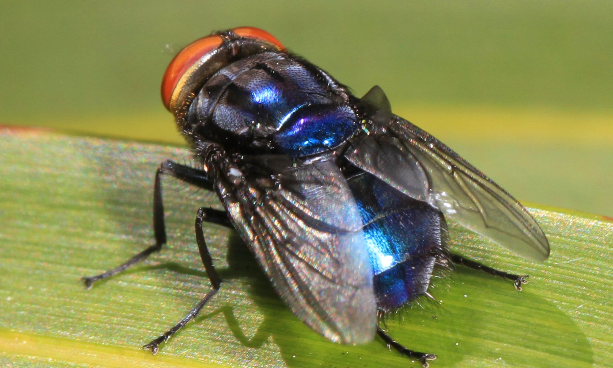 Close-up color photograph of a screwworm fly on a green leaf.
