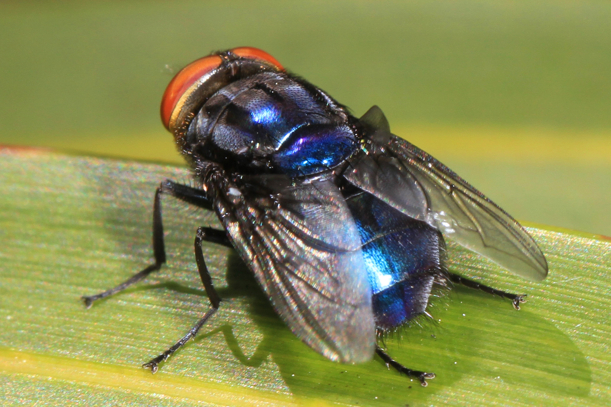 Close-up color photograph of a screwworm fly on a green leaf.