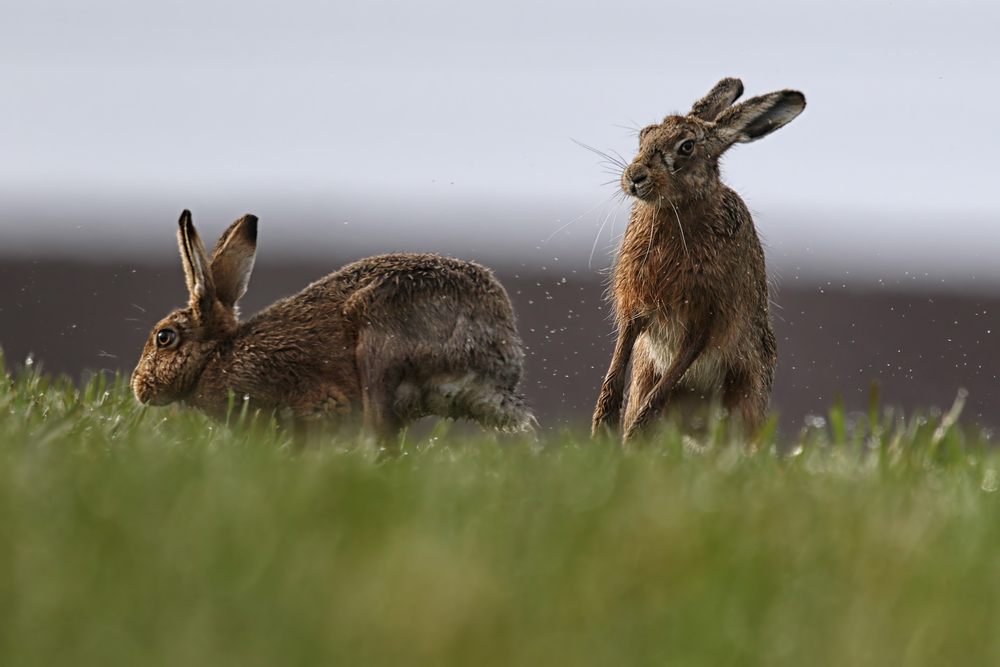 photograph of wild rabbits in the grass