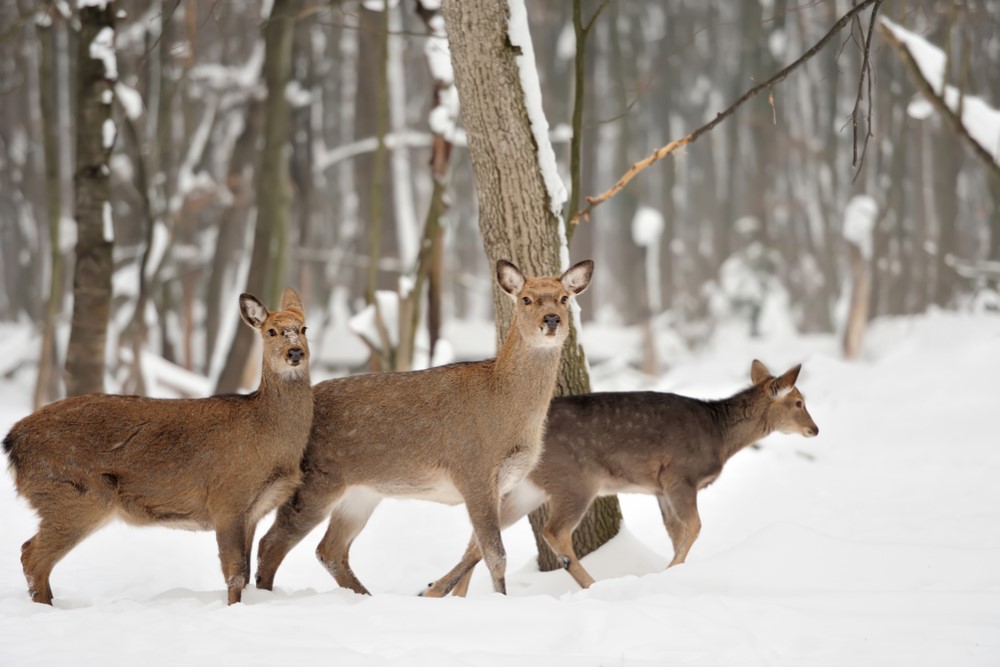 photograph of deer in the snow