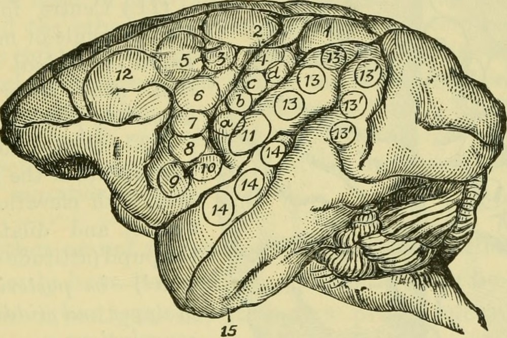 photograph of 1896 sketch of the brain and it's parts