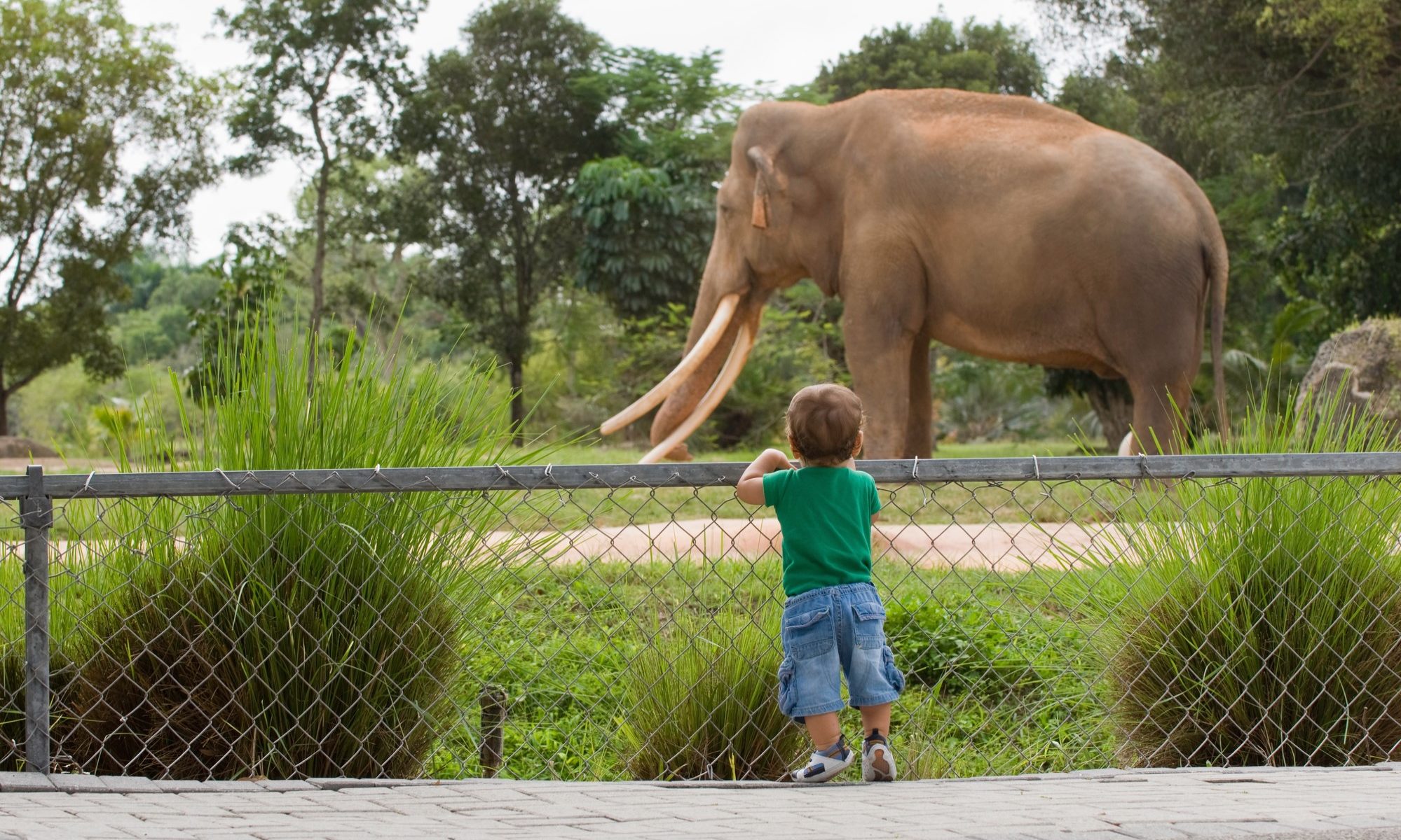 photograph of young child watching elephant at zoo