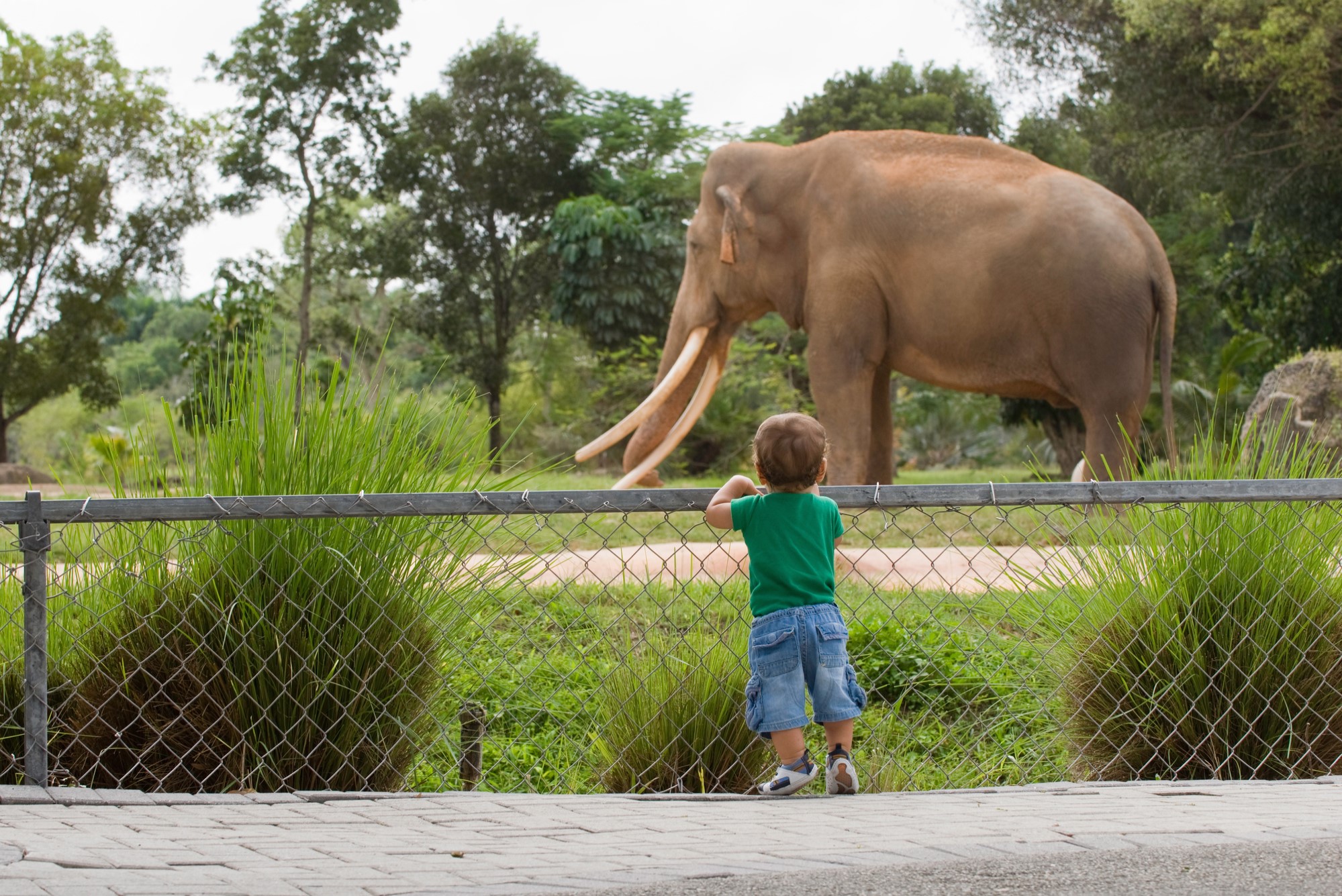 photograph of young child watching elephant at zoo