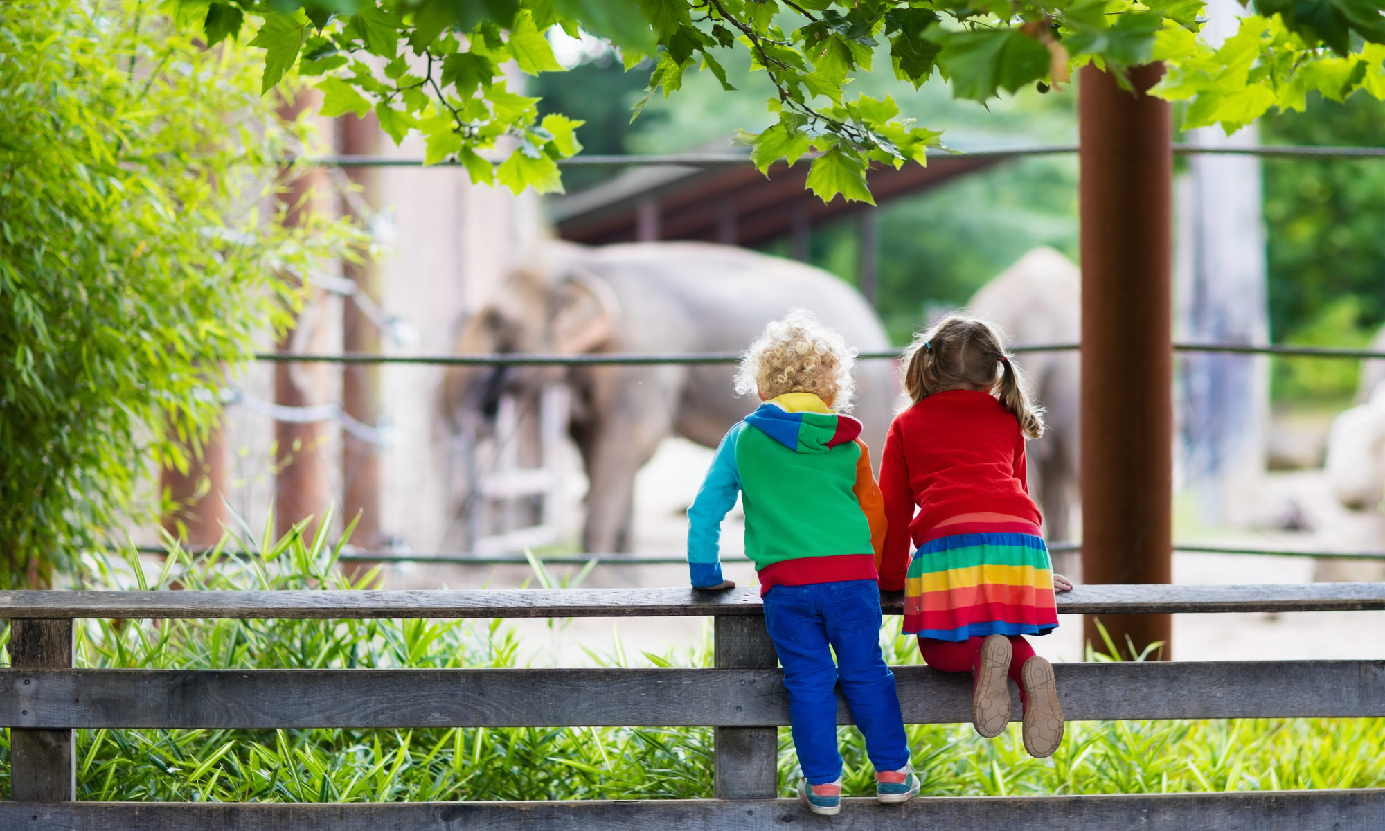 photograph of boy and girl watching elephant at zoo