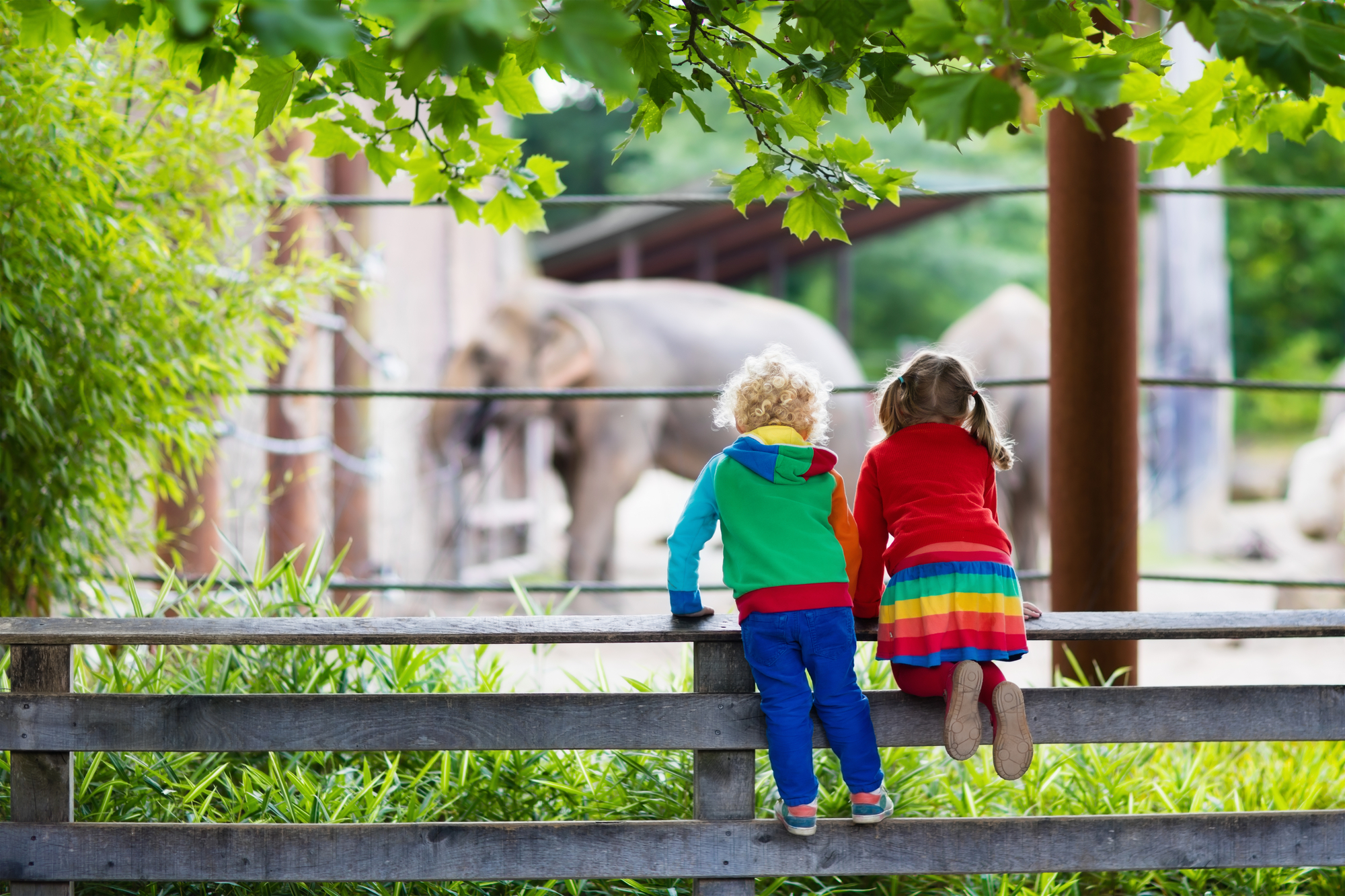 photograph of boy and girl watching elephant at zoo