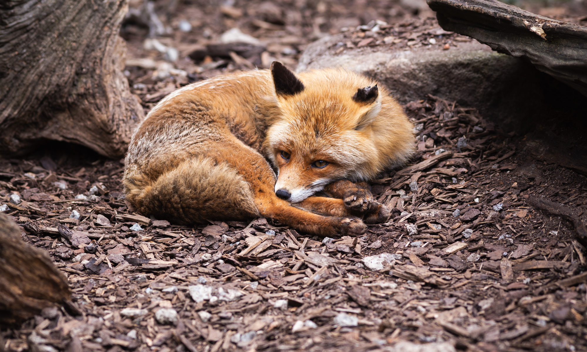 photograph of fox curled in ball