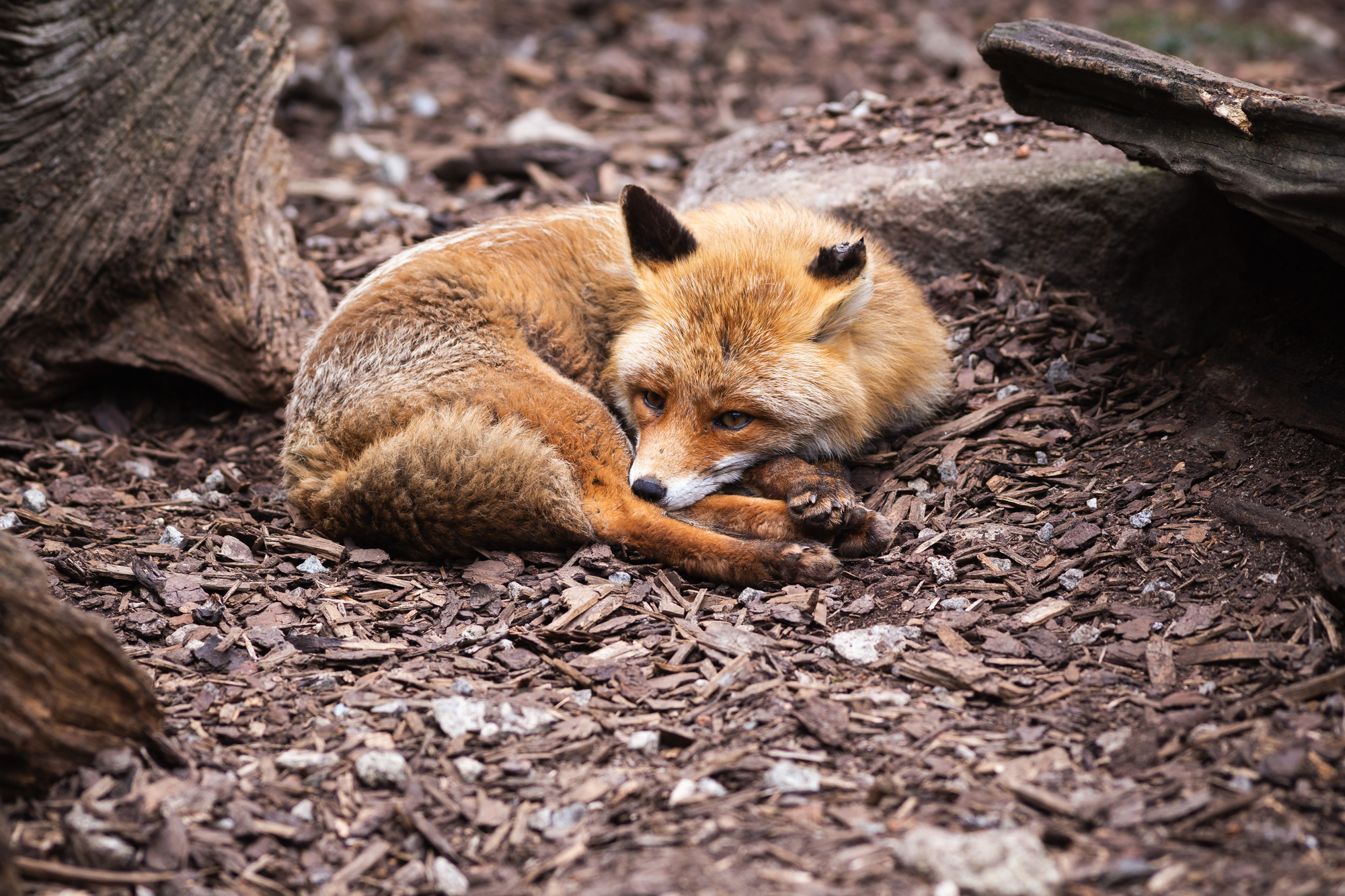 photograph of fox curled in ball