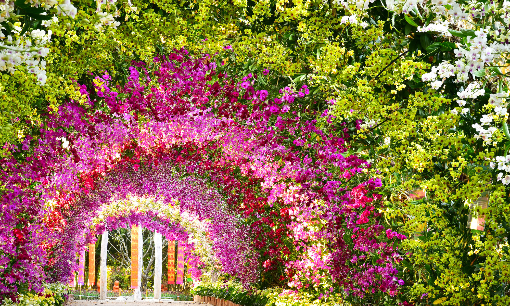 photograph of colorful orchid tunnel