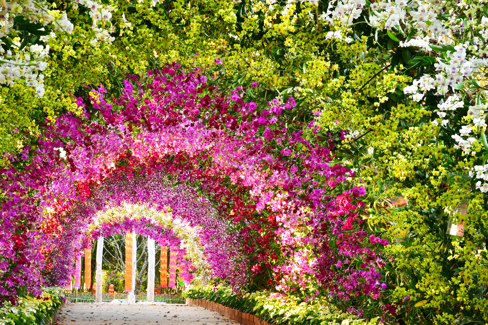 photograph of colorful orchid tunnel