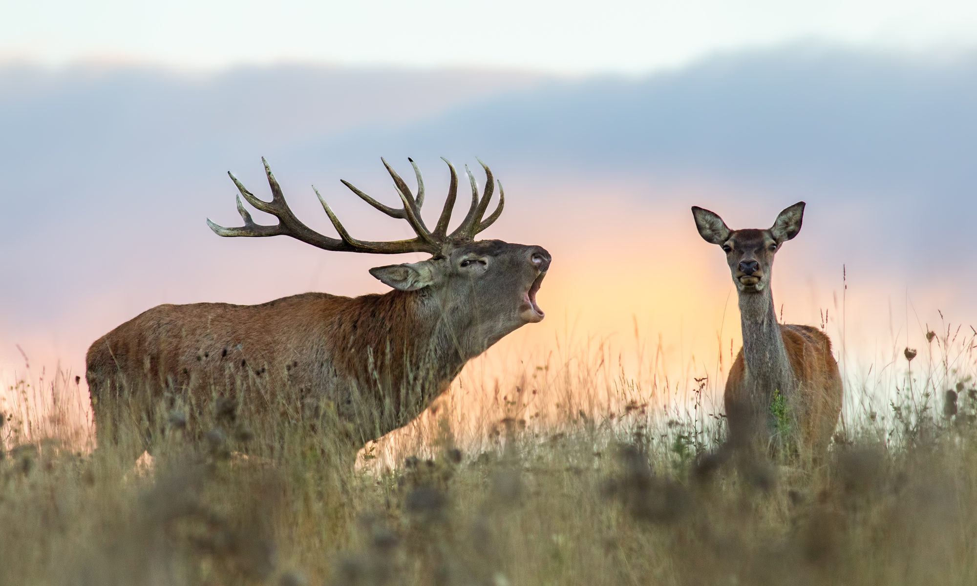 photograph of red deer on prairie