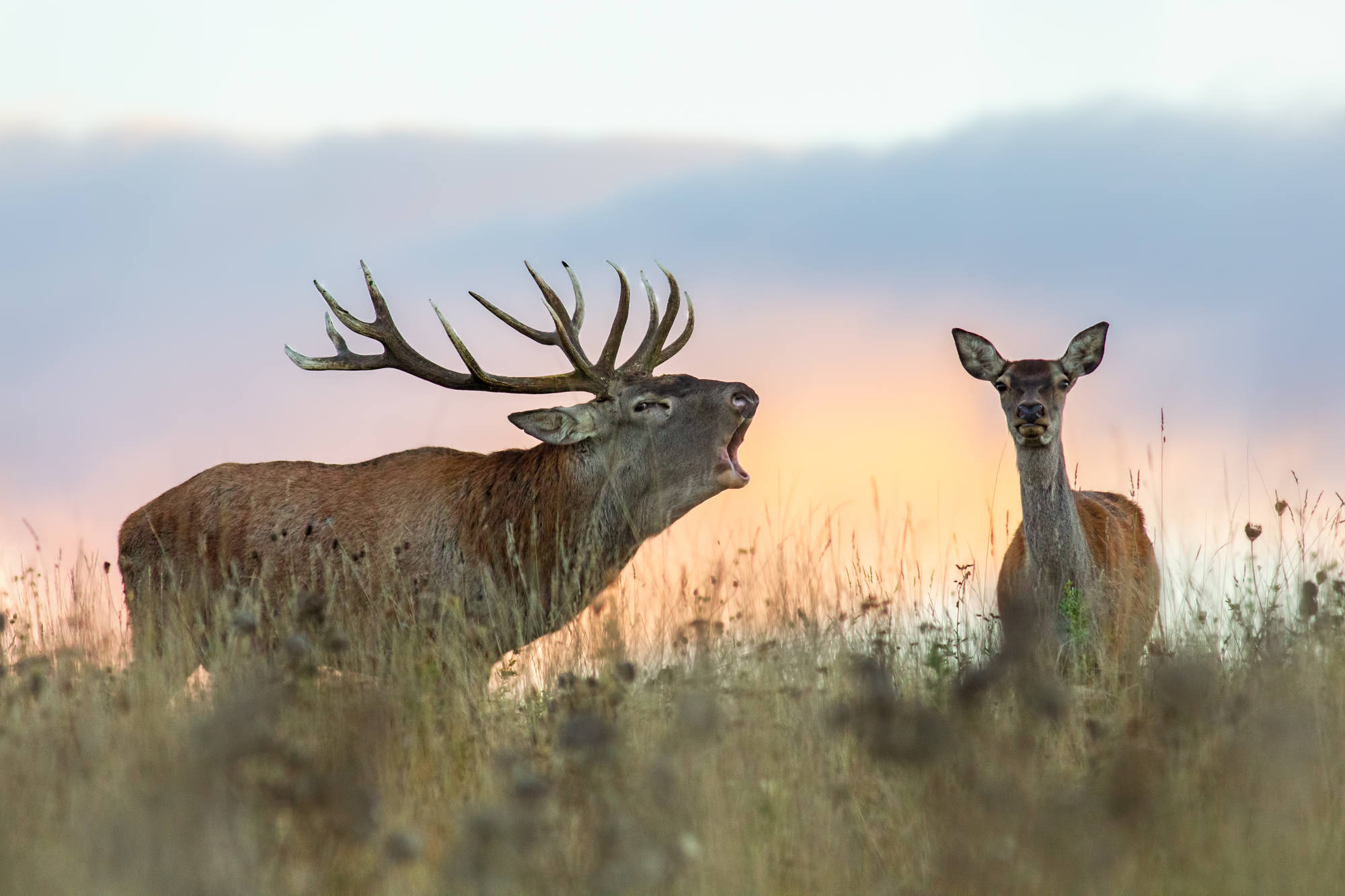 photograph of red deer on prairie