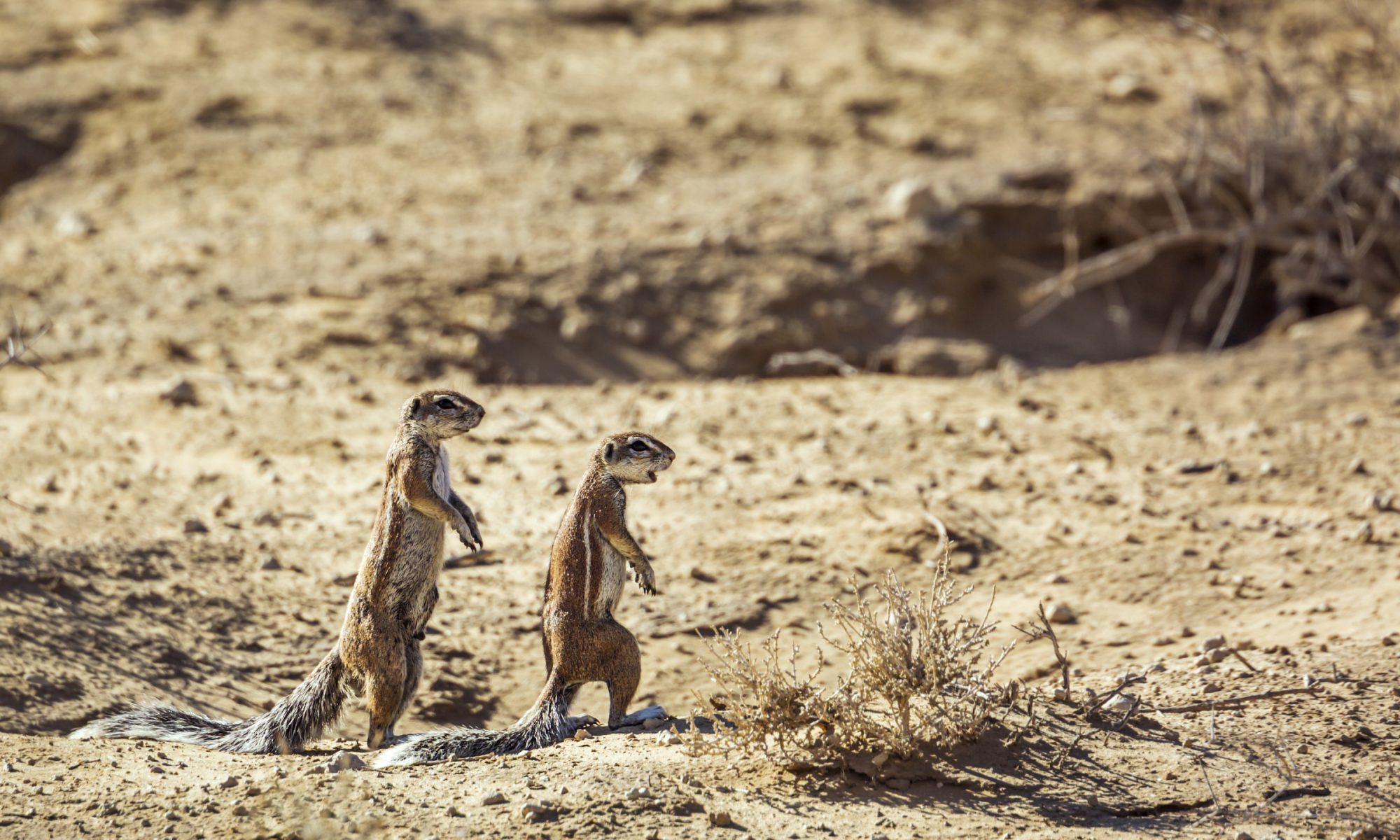 photograph of two Cape ground squirrels in South Africa