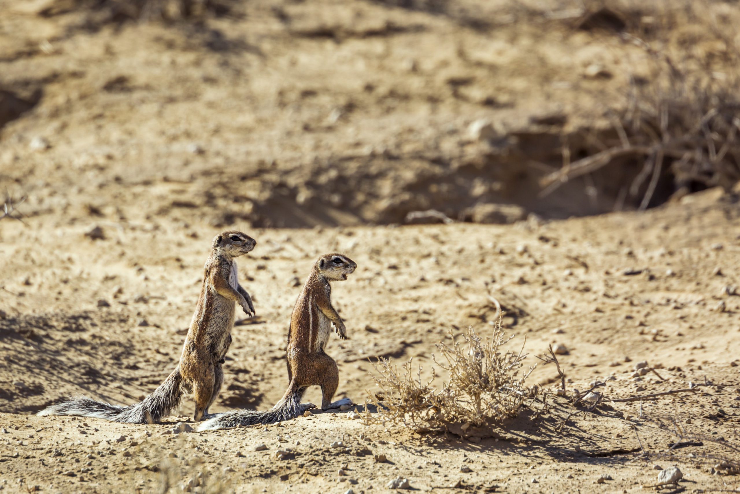 photograph of two Cape ground squirrels in South Africa