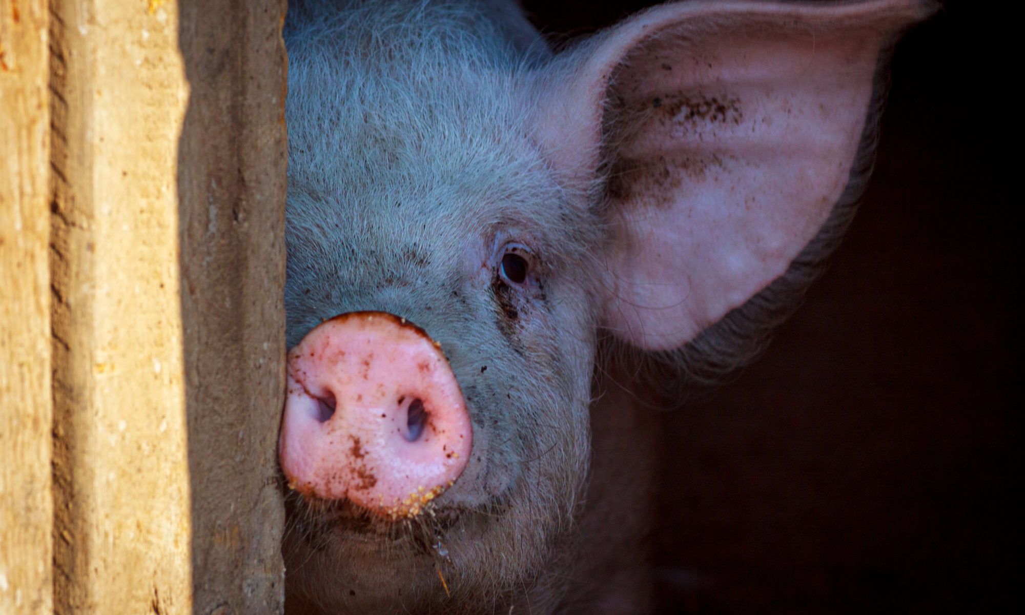 photograph of pig head poking around barn door