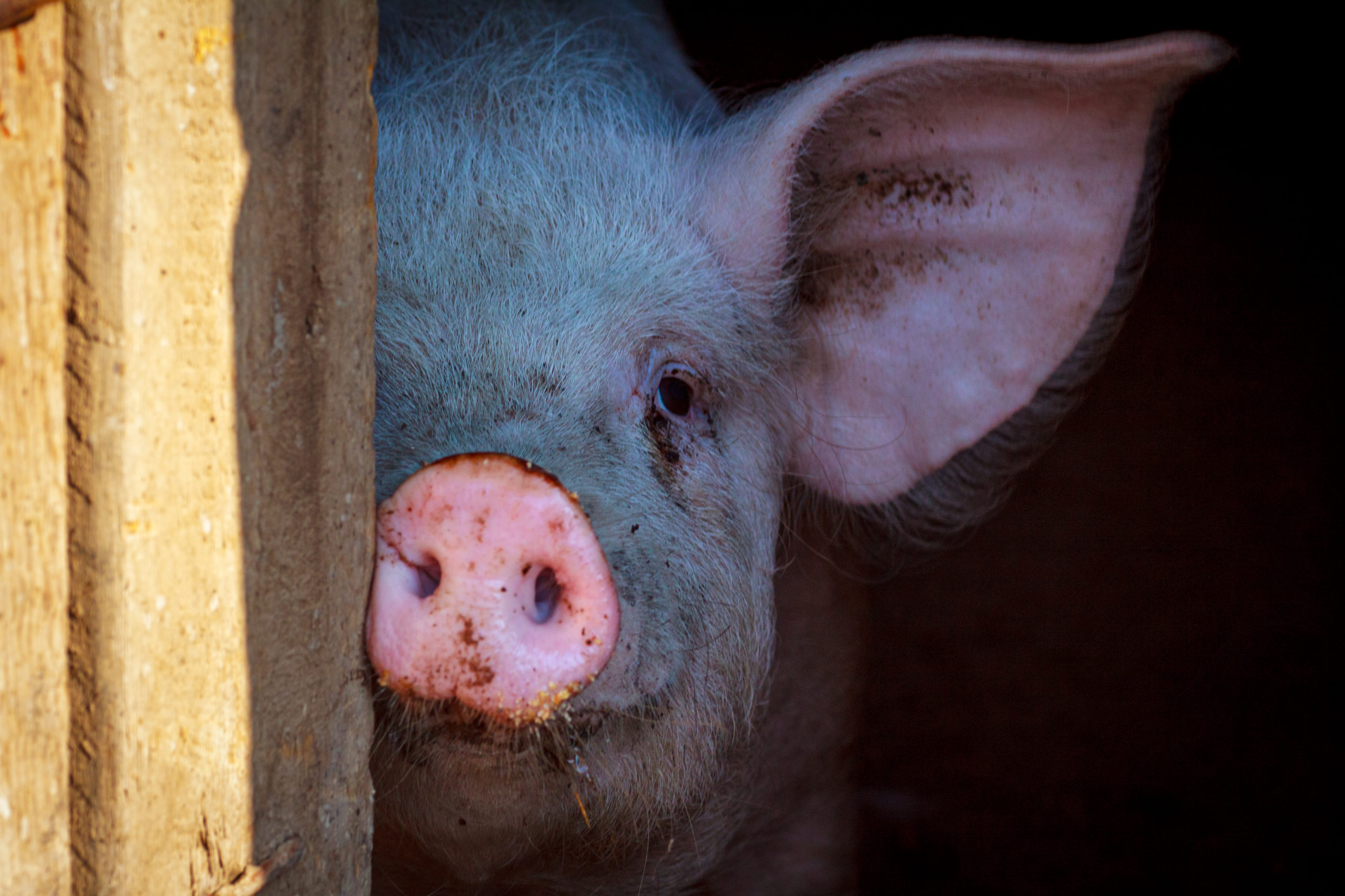 photograph of pig head poking around barn door