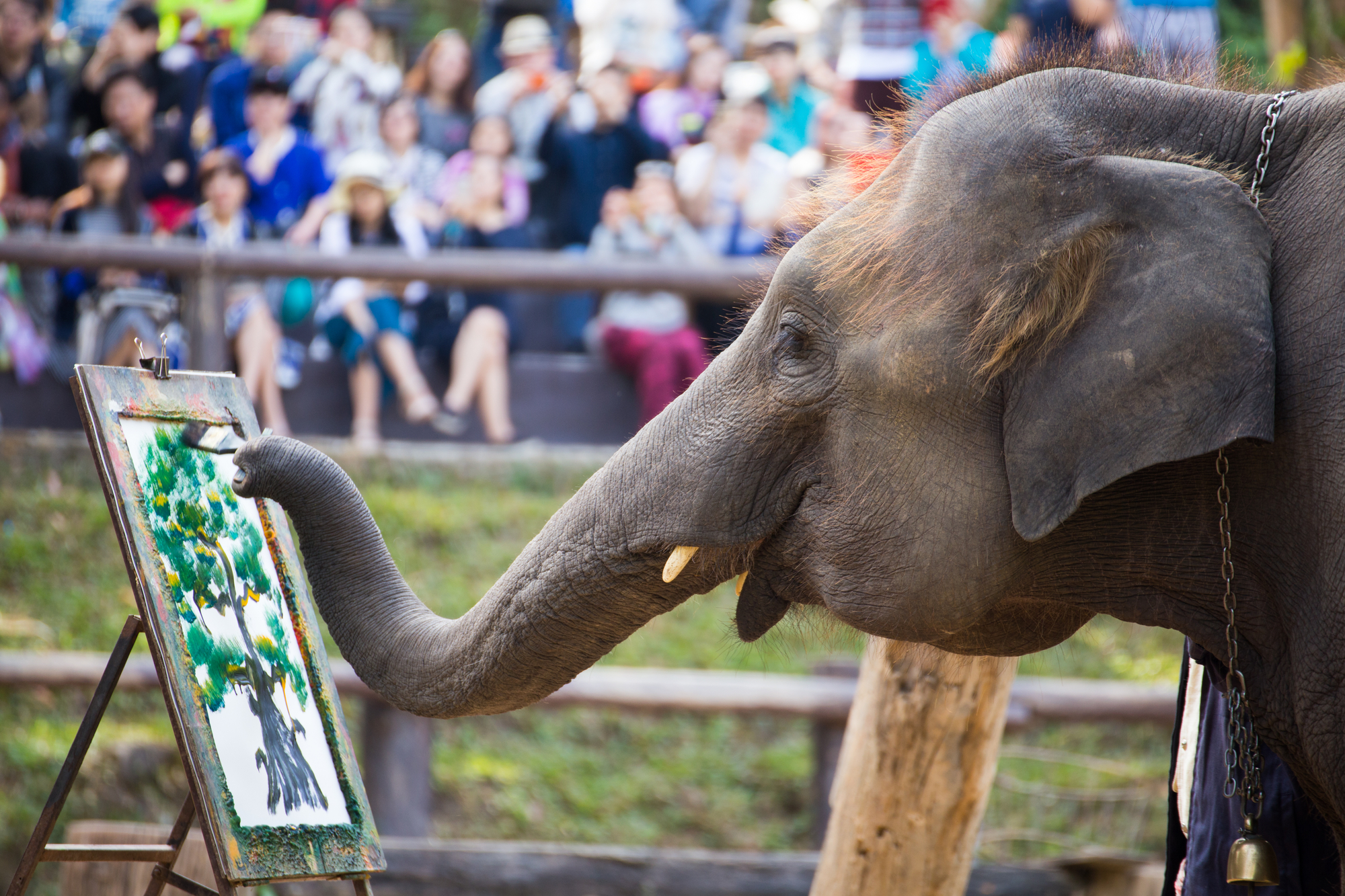 photograph of elephant at zoo painting