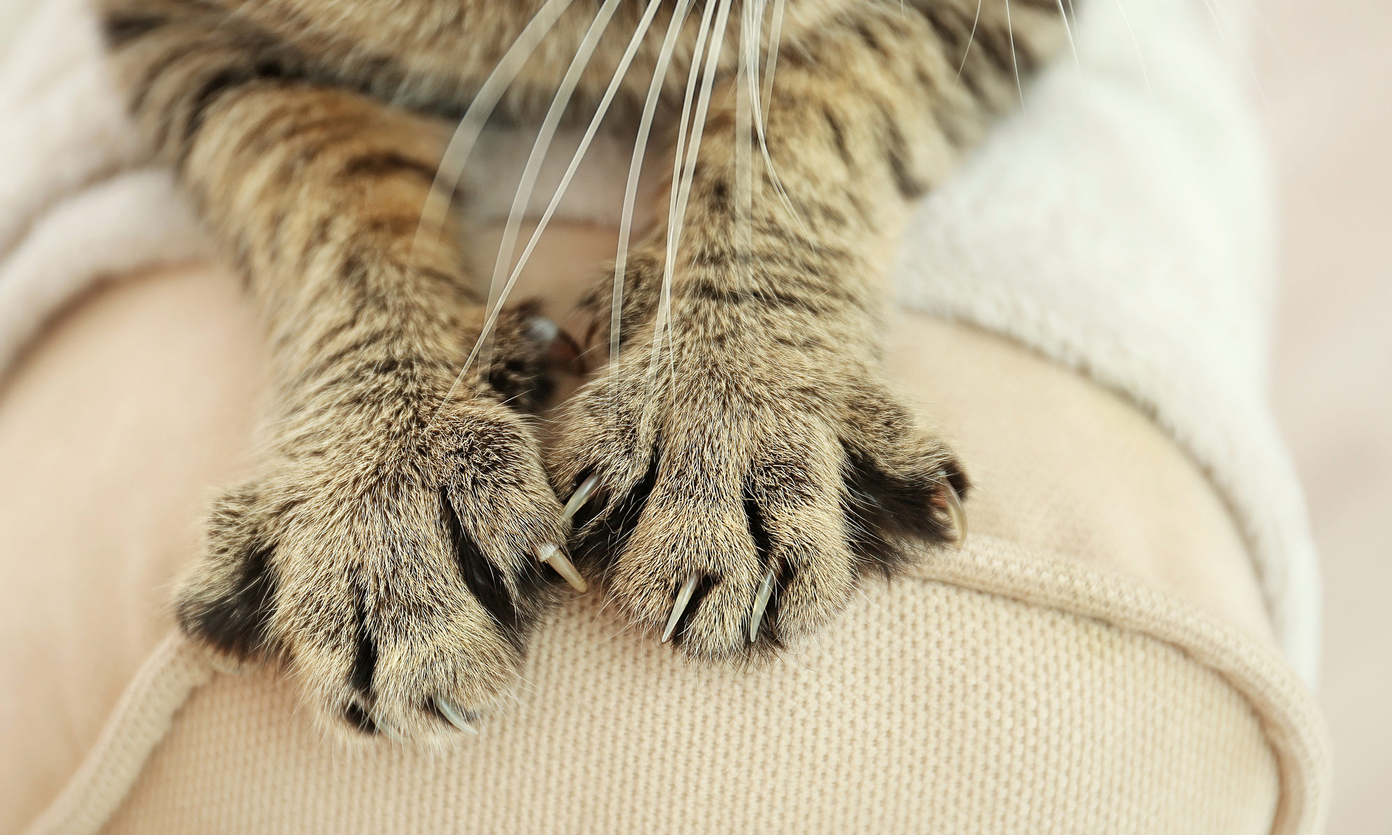 photograph of cat claws pawing at chair