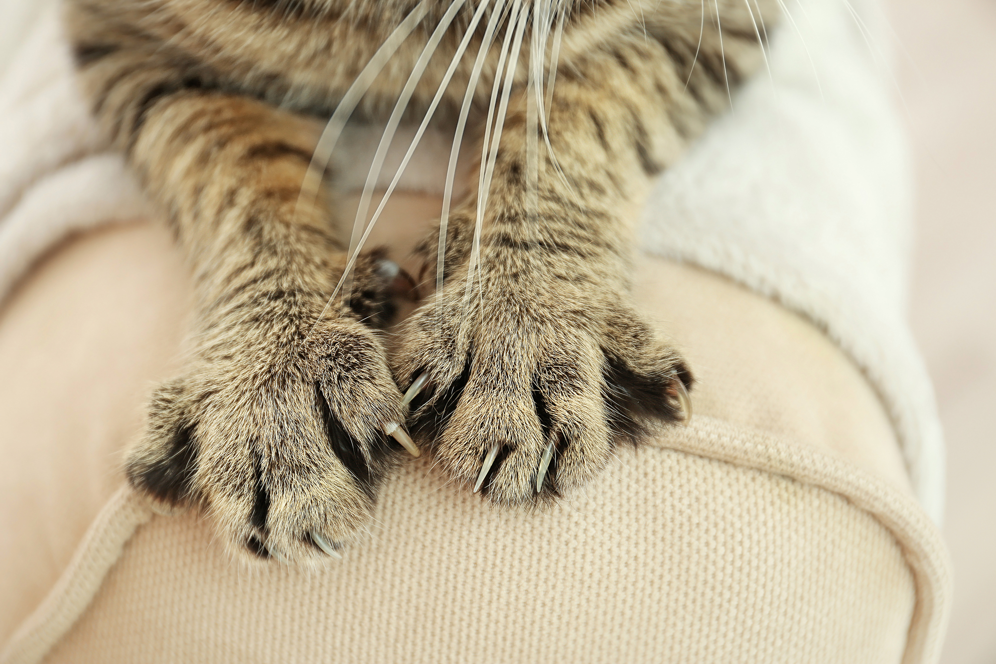 photograph of cat claws pawing at chair