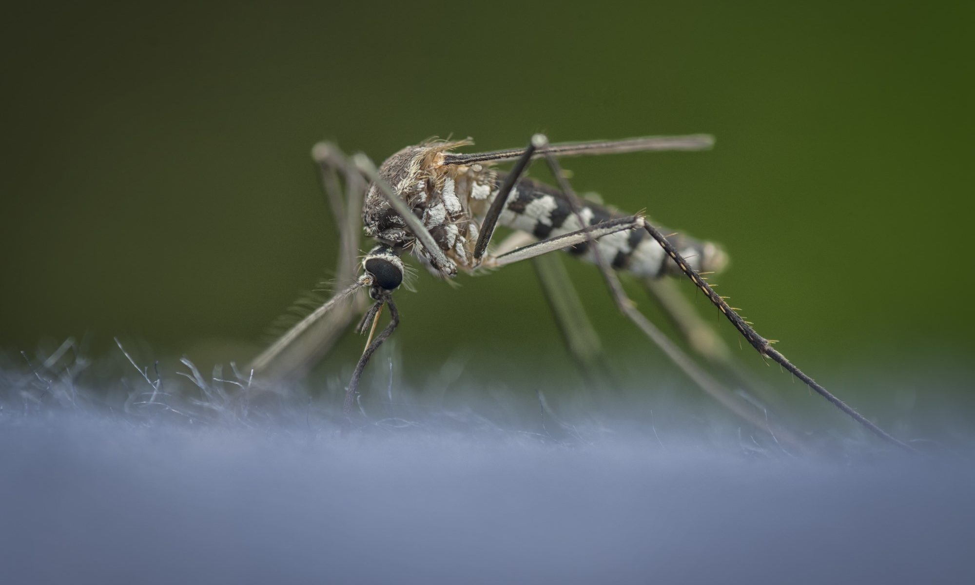 closeup photograph of mosquito