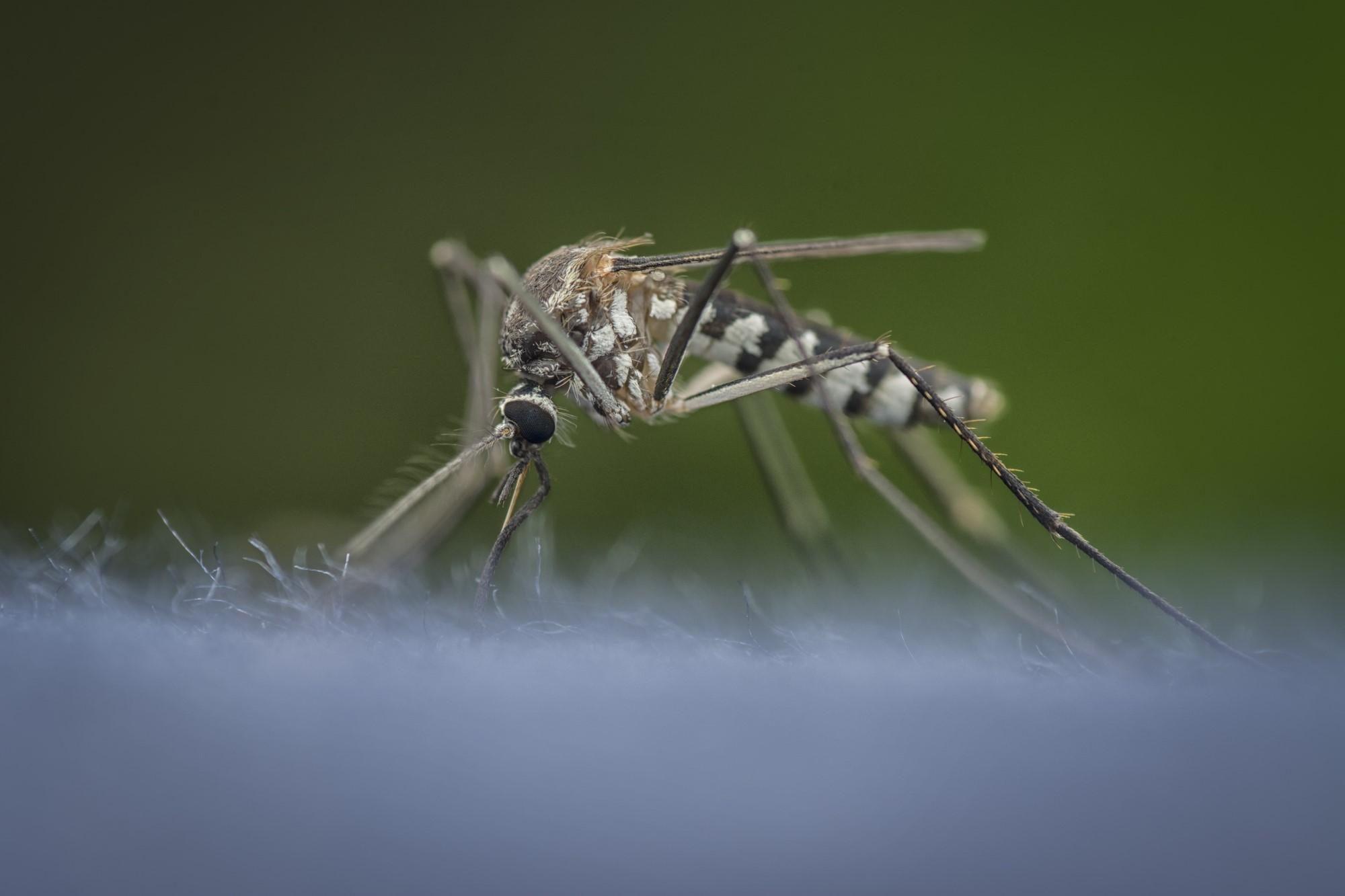 closeup photograph of mosquito