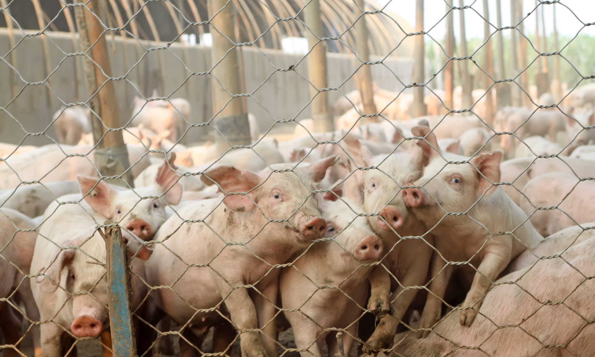 photograph of pigs vying to look out of chain-link pen