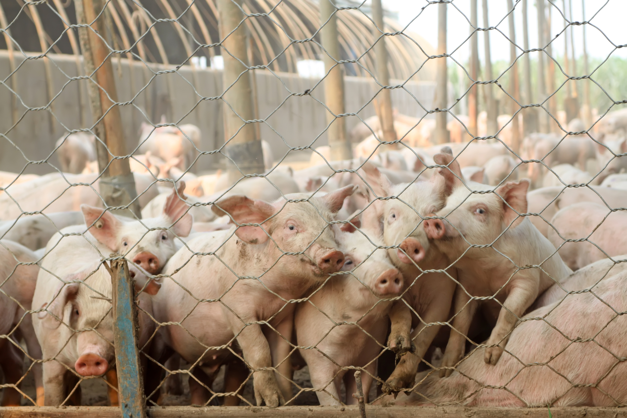 photograph of pigs vying to look out of chain-link pen