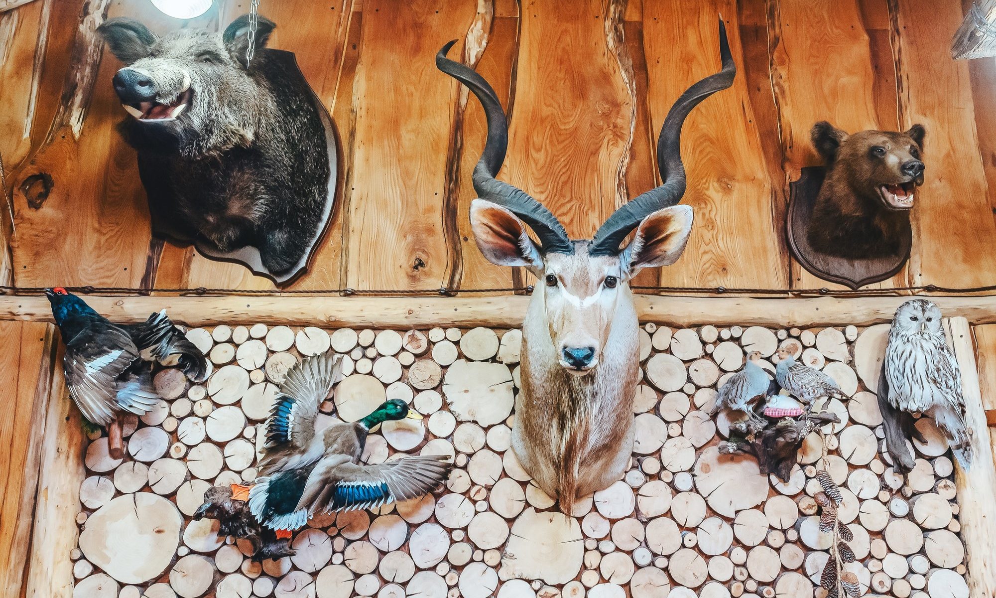 photograph of stuffed birds and animal heads on hunting lodge wall