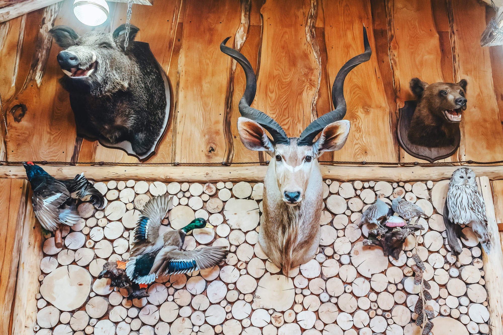 photograph of stuffed birds and animal heads on hunting lodge wall