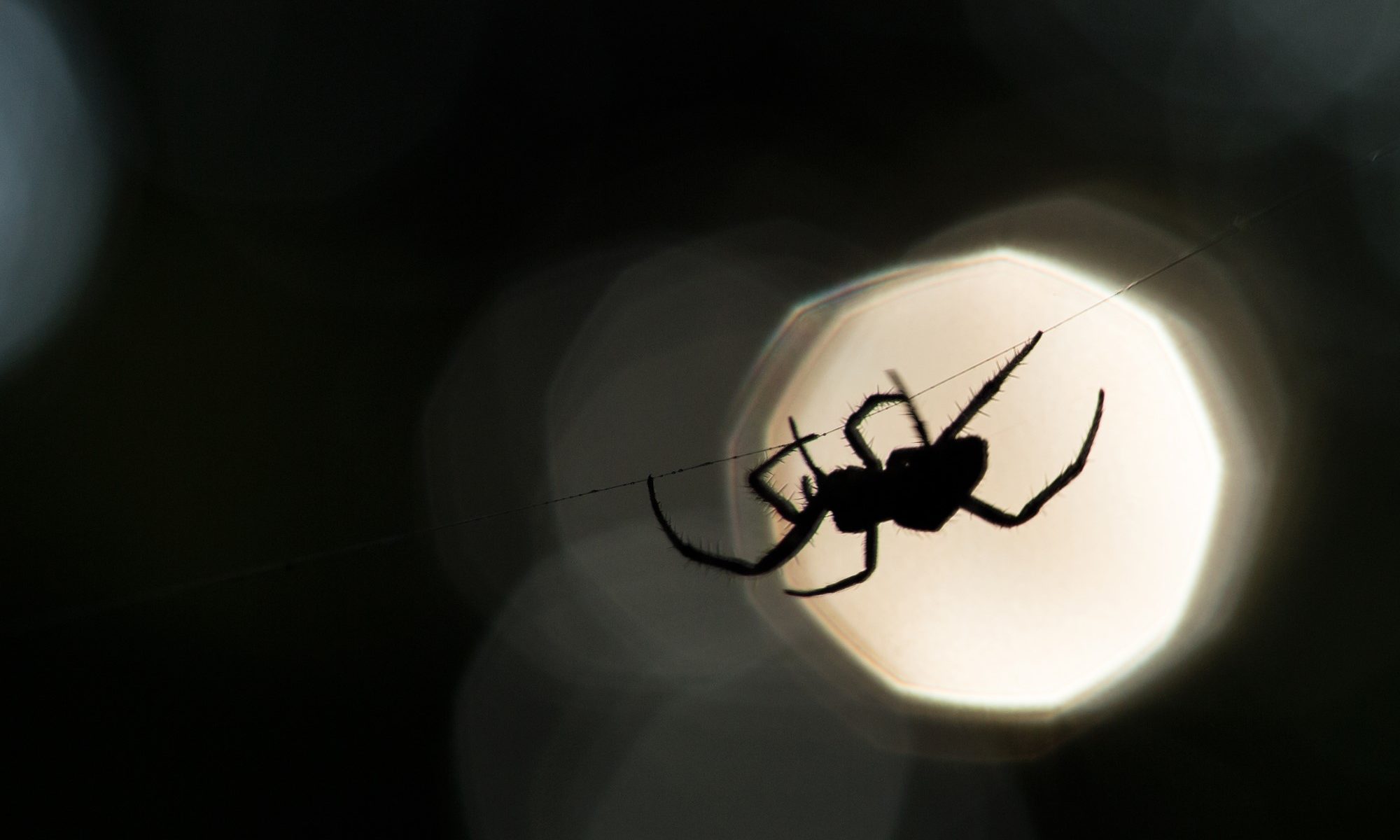 image of large spider silhouette at night
