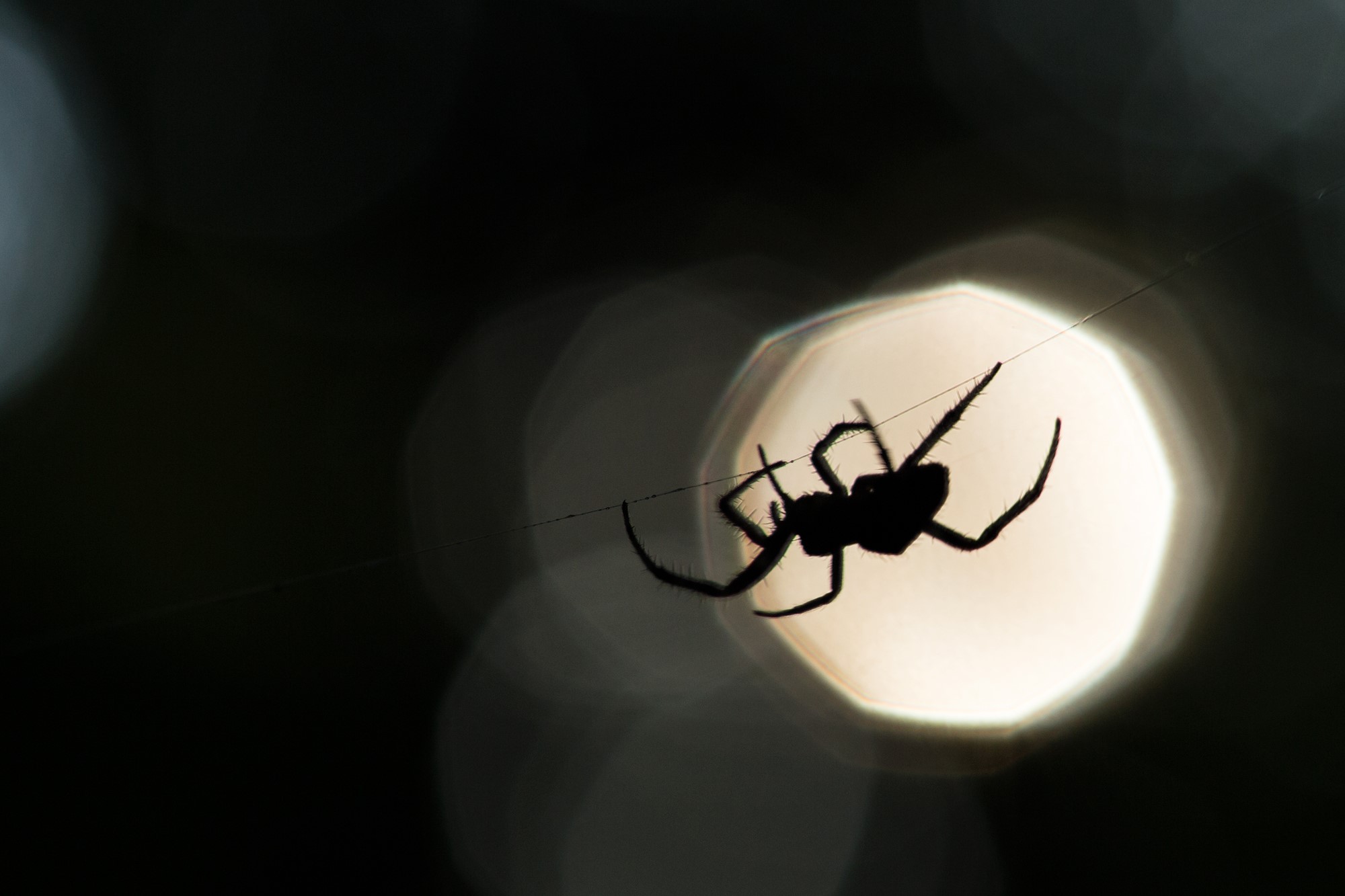 image of large spider silhouette at night