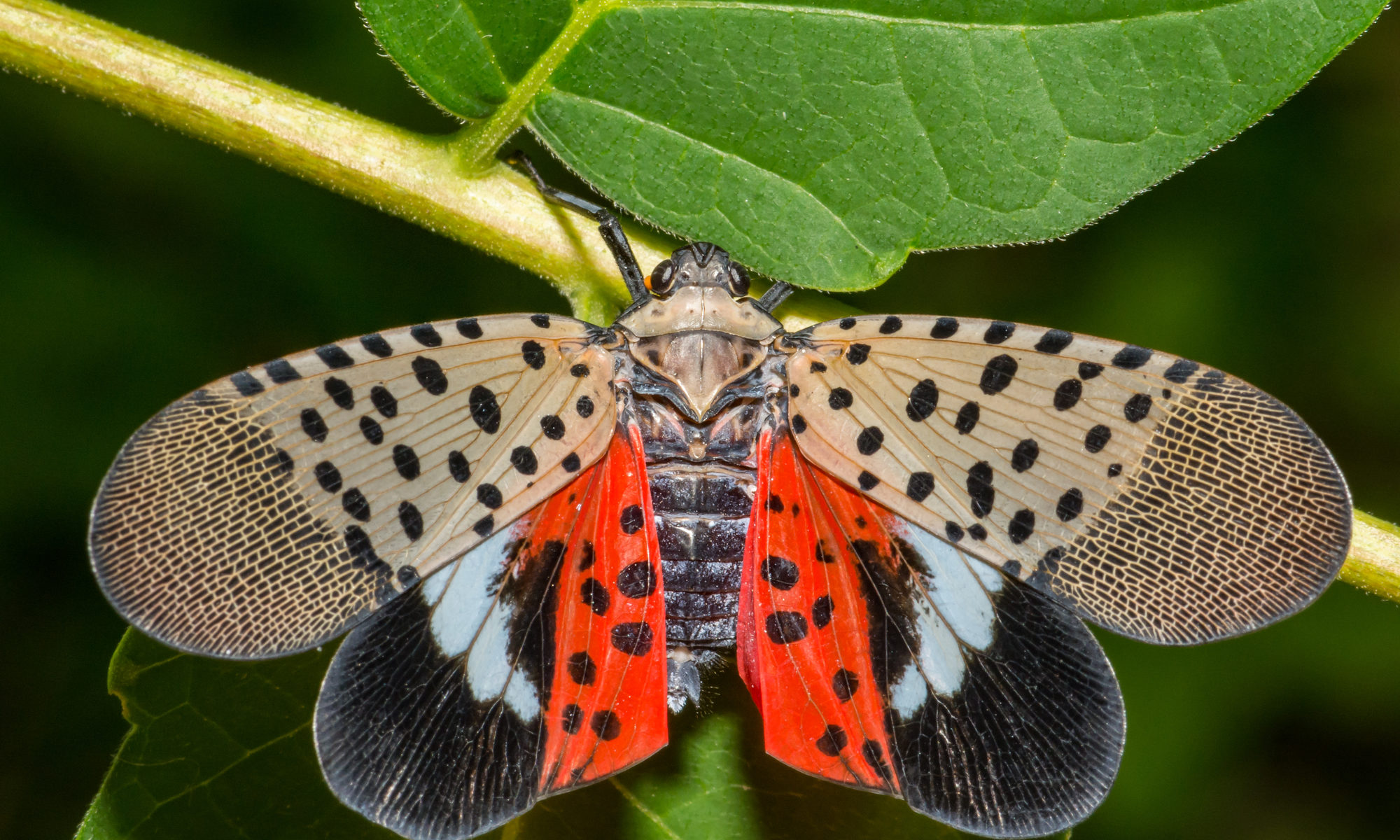 photograph of spotted lanterfly