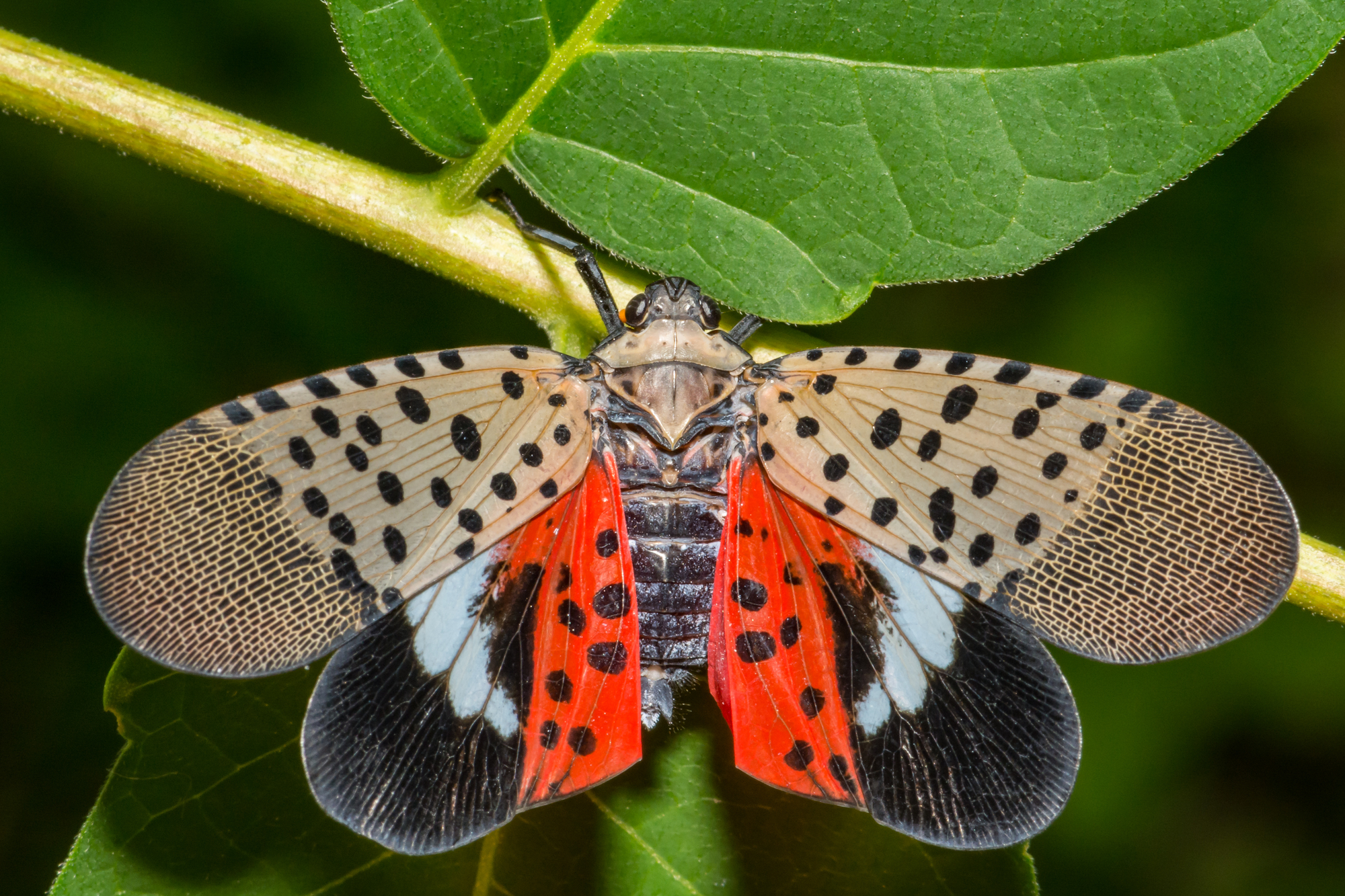 photograph of spotted lanterfly