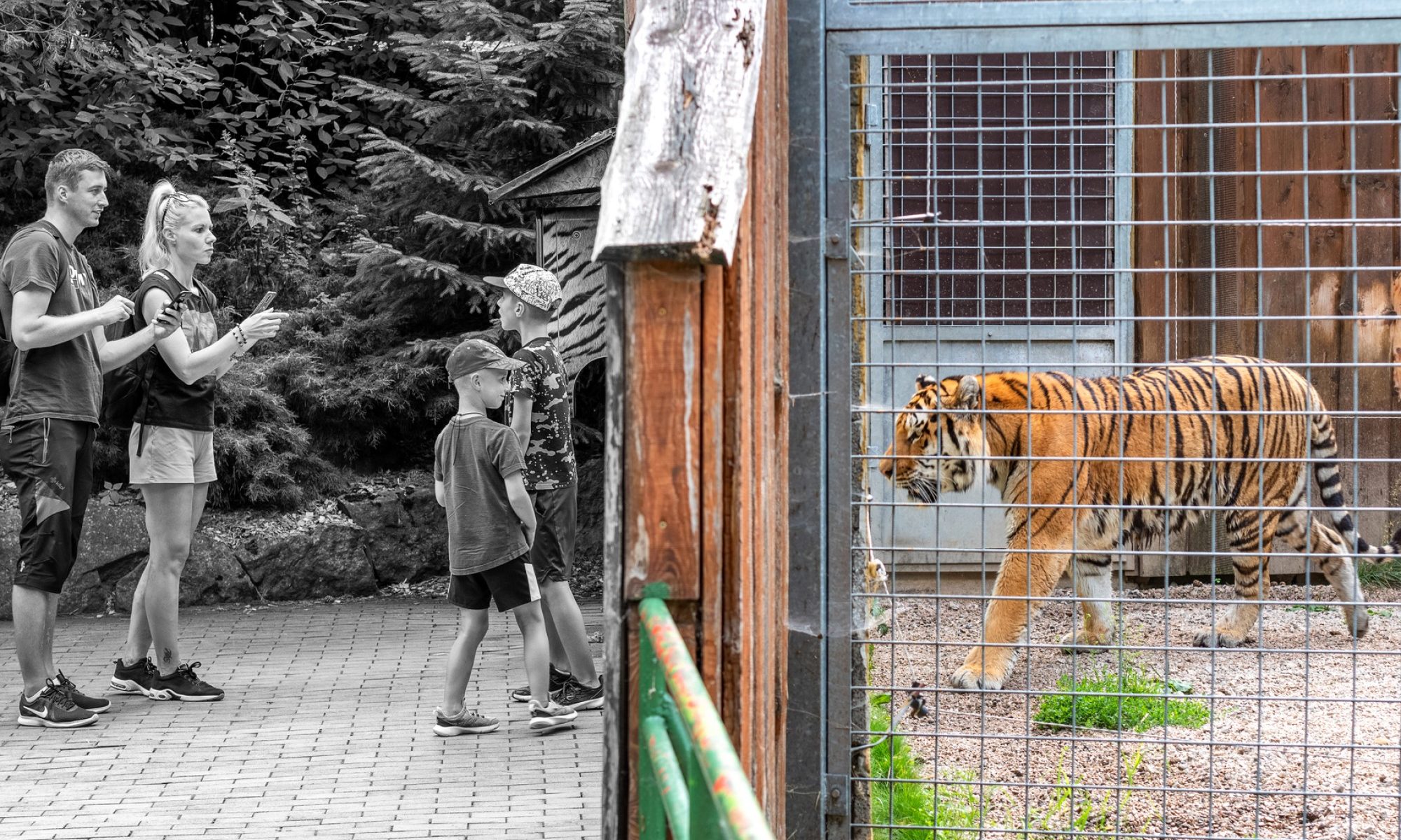 color photograph of tiger at zoo with family posing in black and white