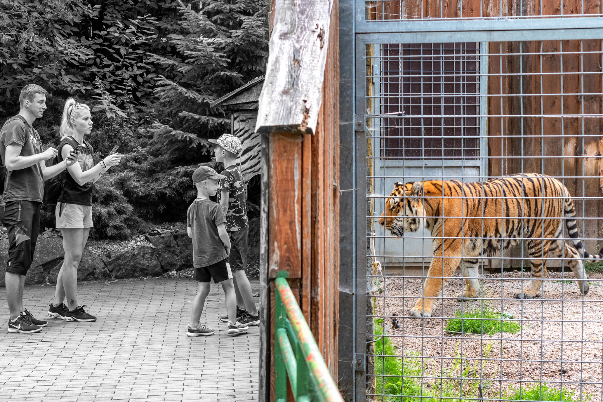 color photograph of tiger at zoo with family posing in black and white