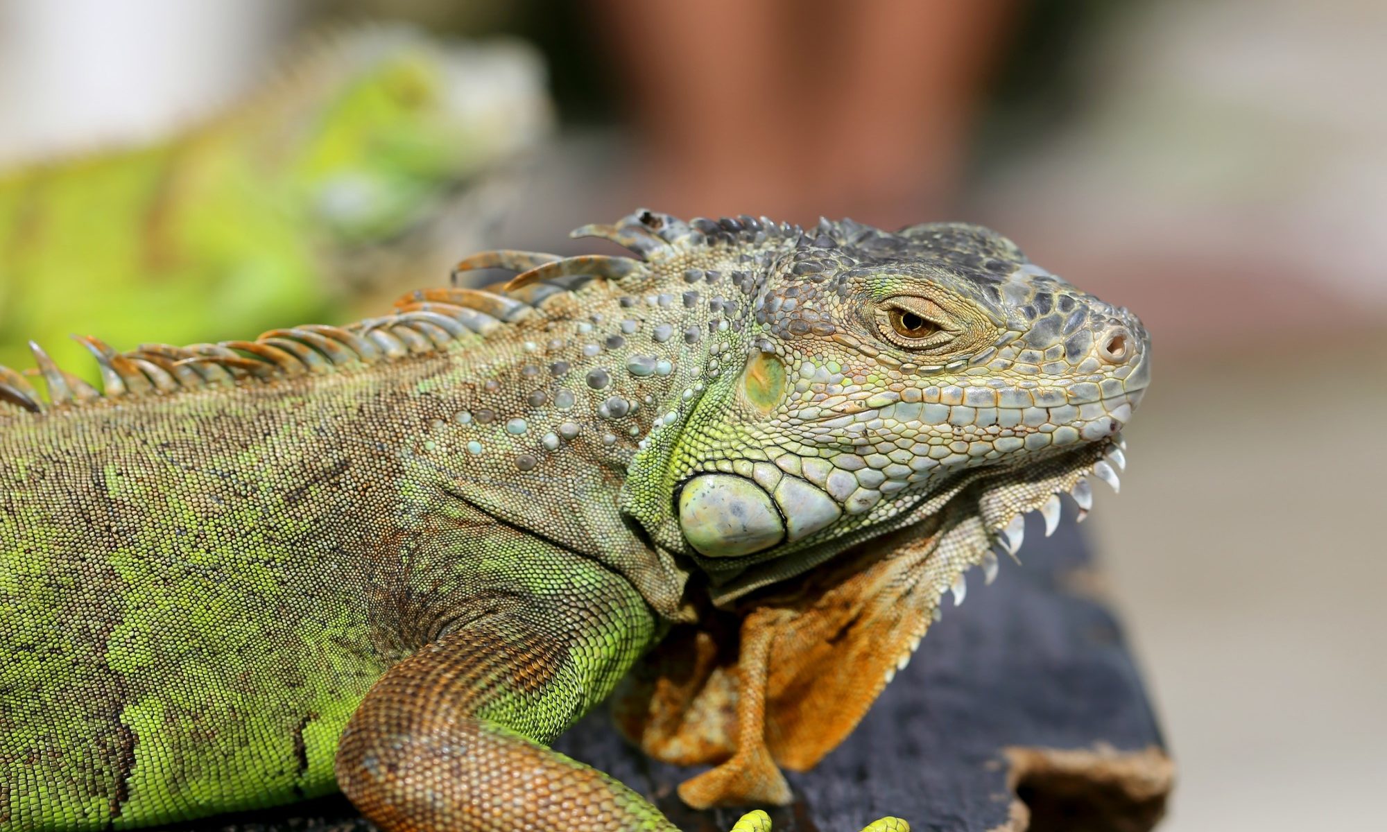 photograph of a pair of green iguanas