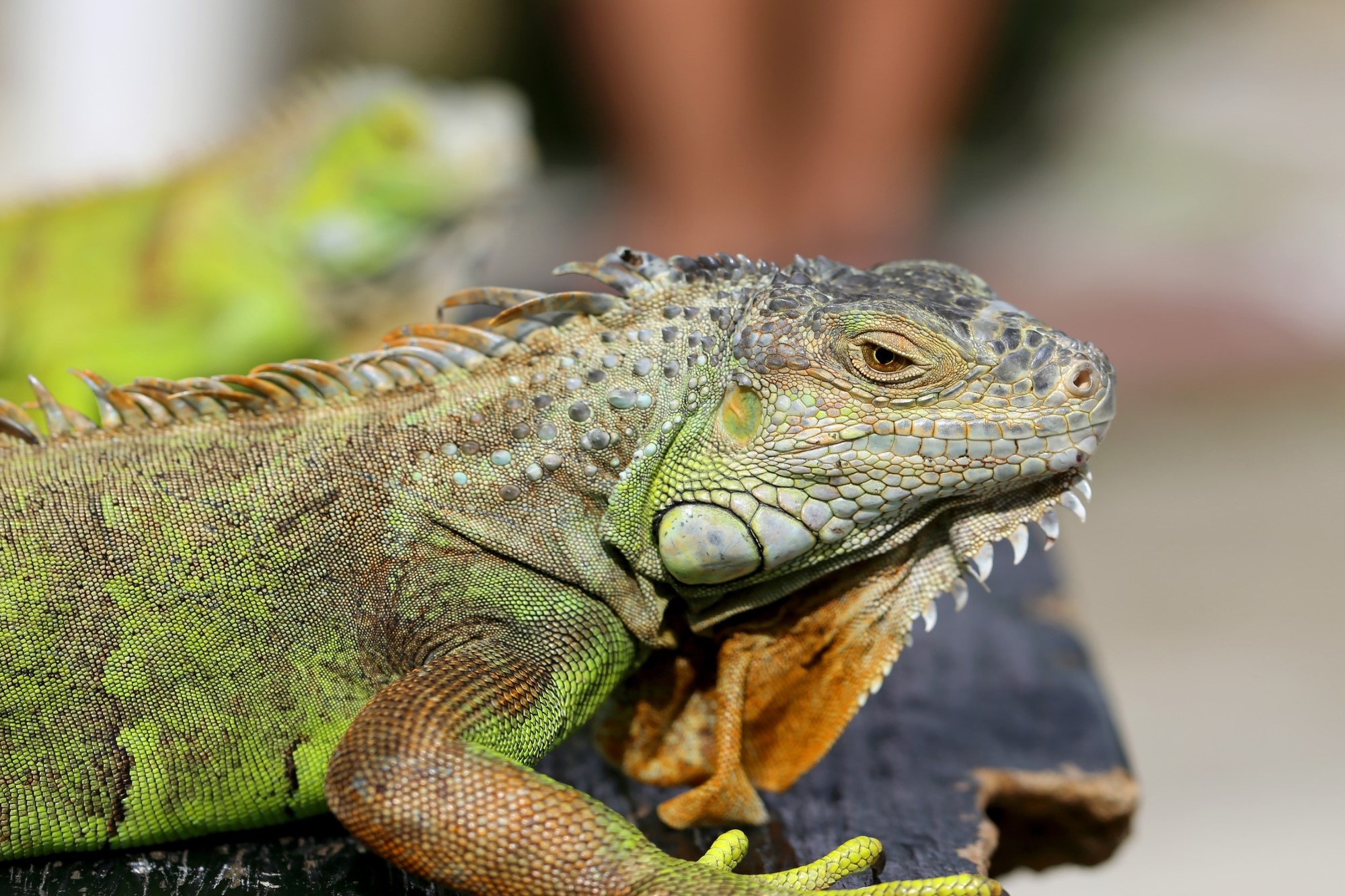 photograph of a pair of green iguanas