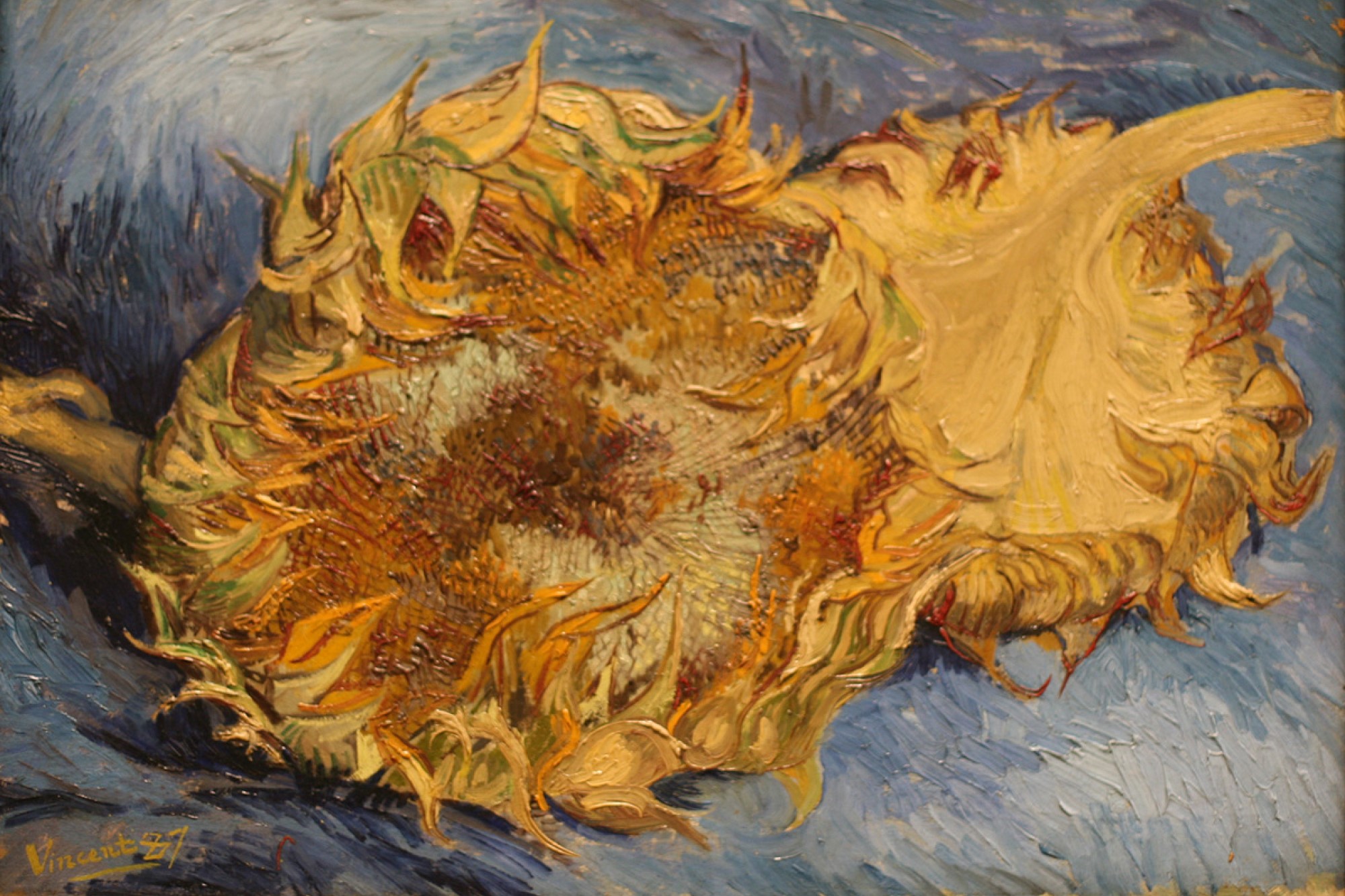 photograph of van Gogh's Sunflowers