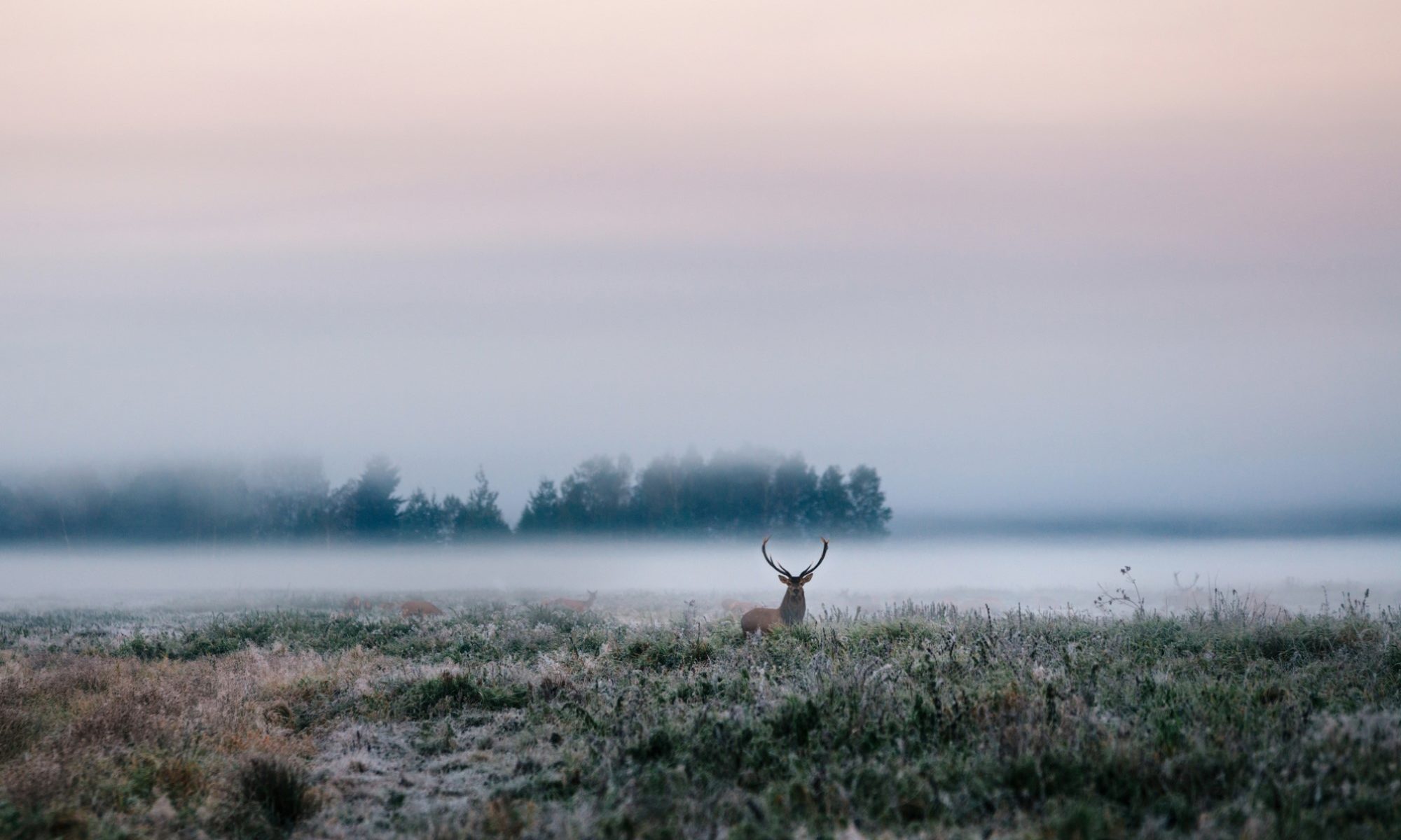 photograph of buck in misty field