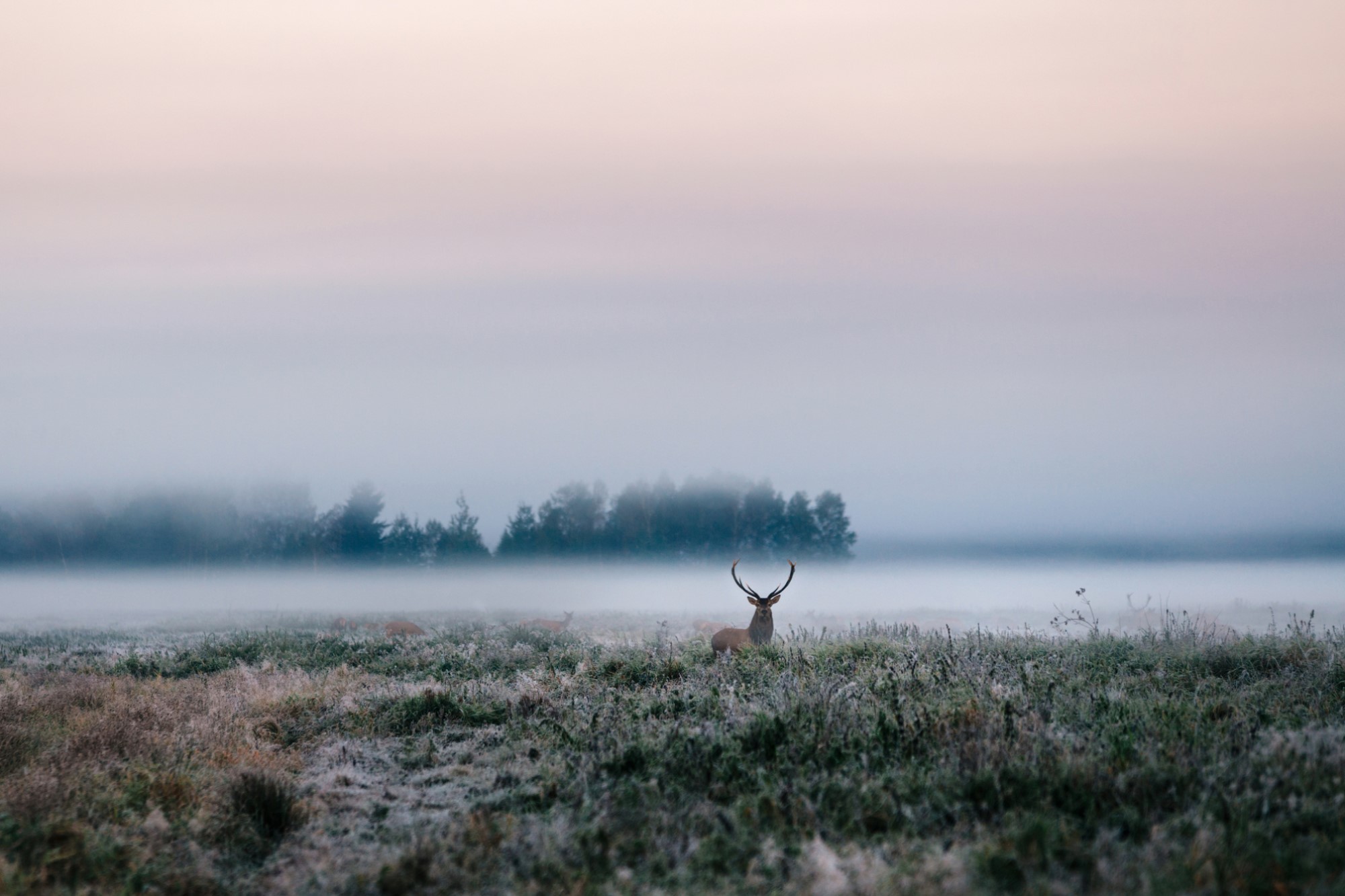 photograph of buck in misty field