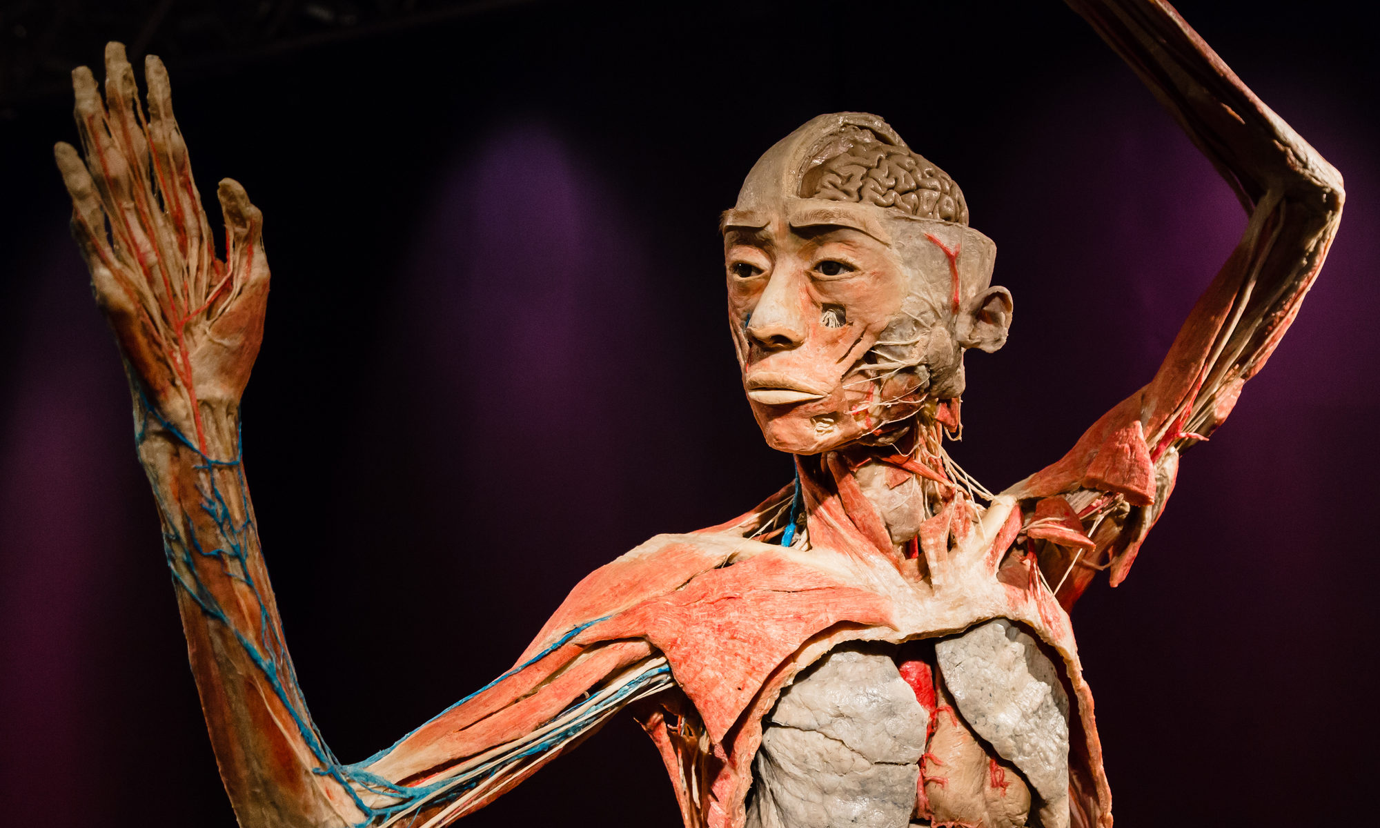 photograph of plastinated body on display