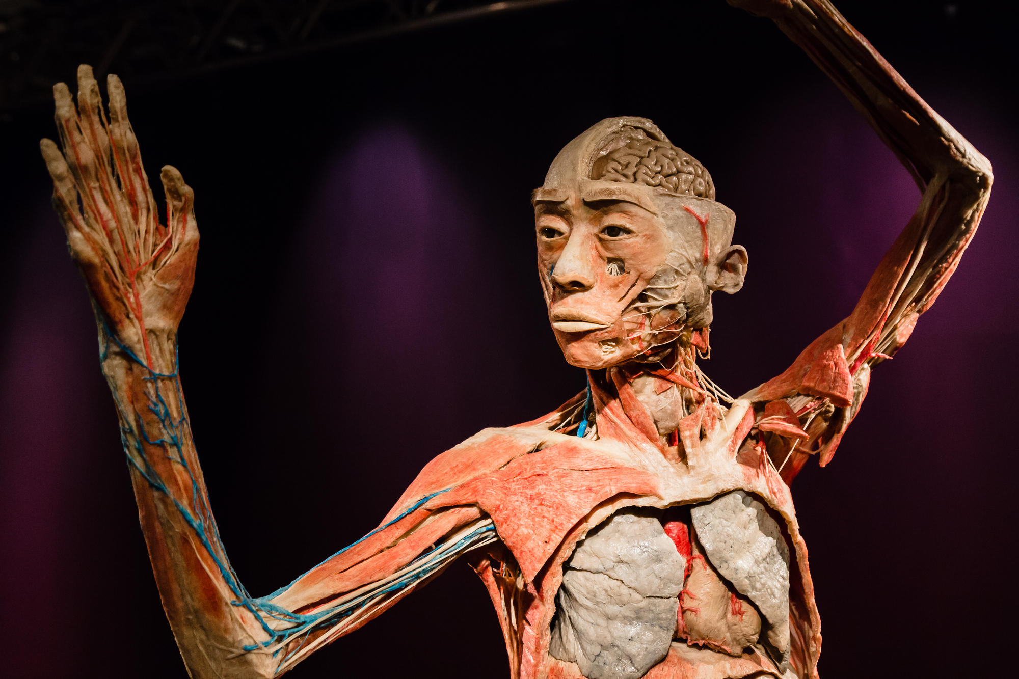 photograph of plastinated body on display